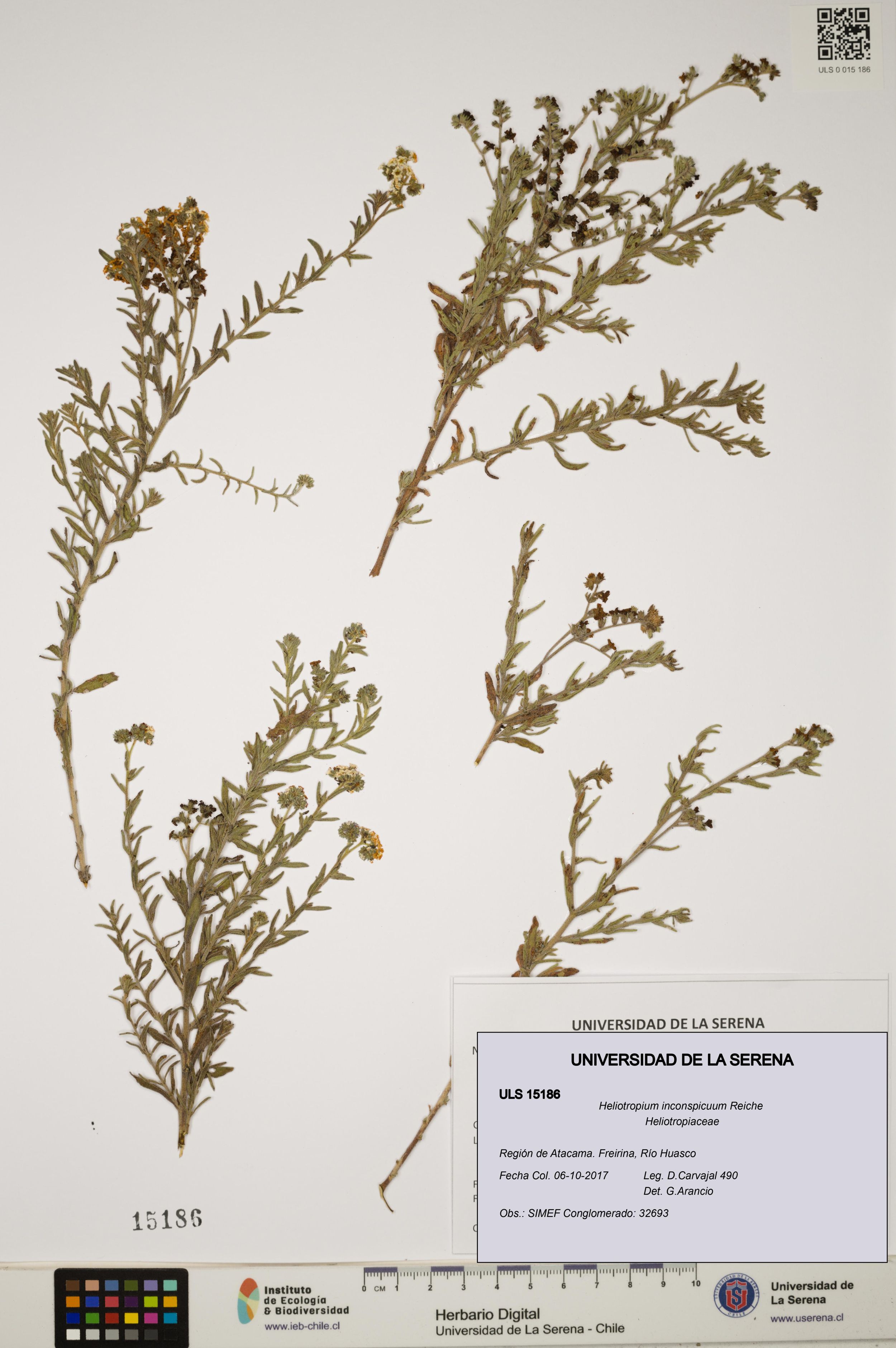 Heliotropium inconspicuum [Espécimen: ]