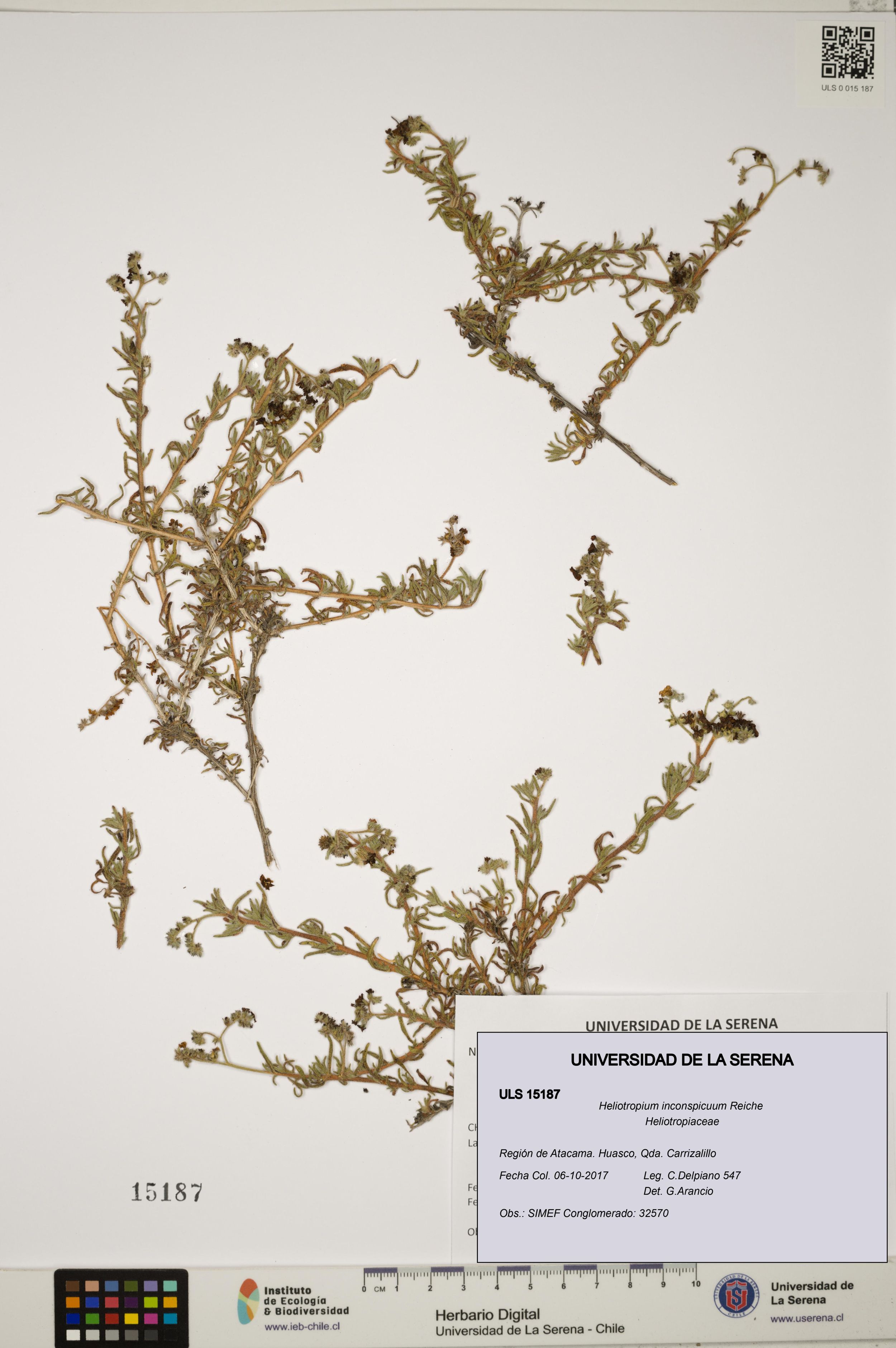 Heliotropium inconspicuum [Espécimen: ]