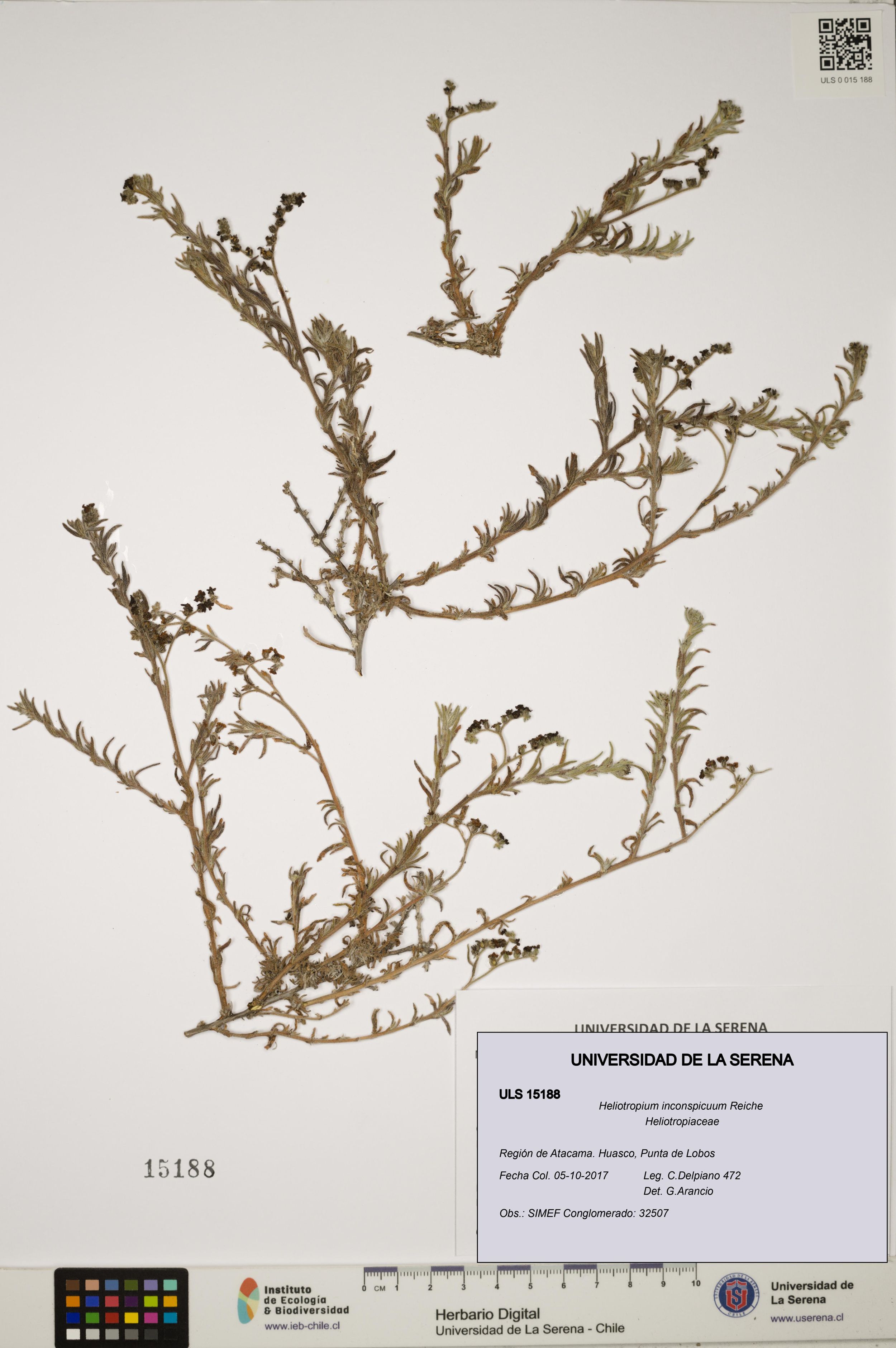 Heliotropium inconspicuum [Espécimen: ]