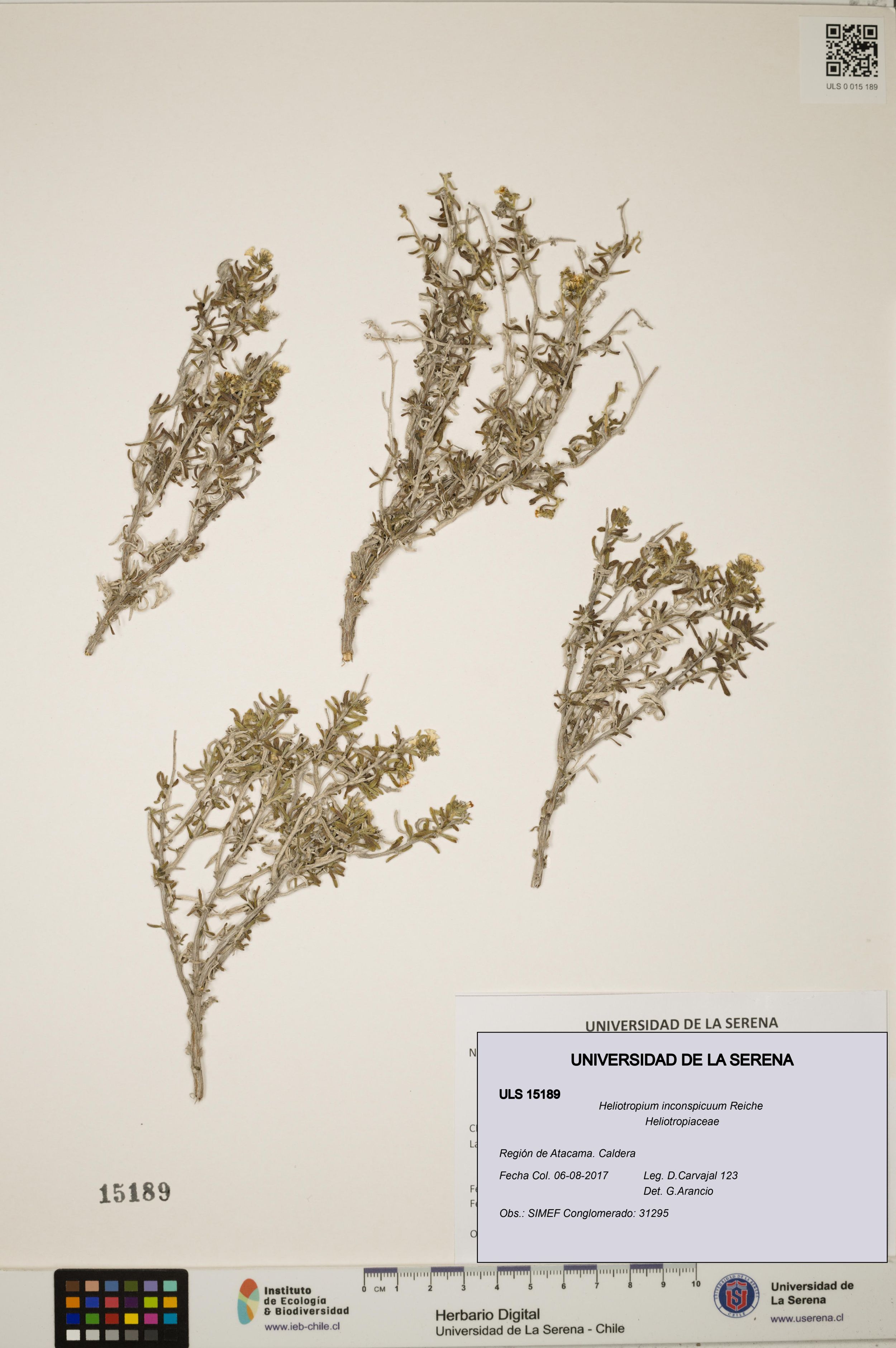 Heliotropium inconspicuum [Espécimen: ]