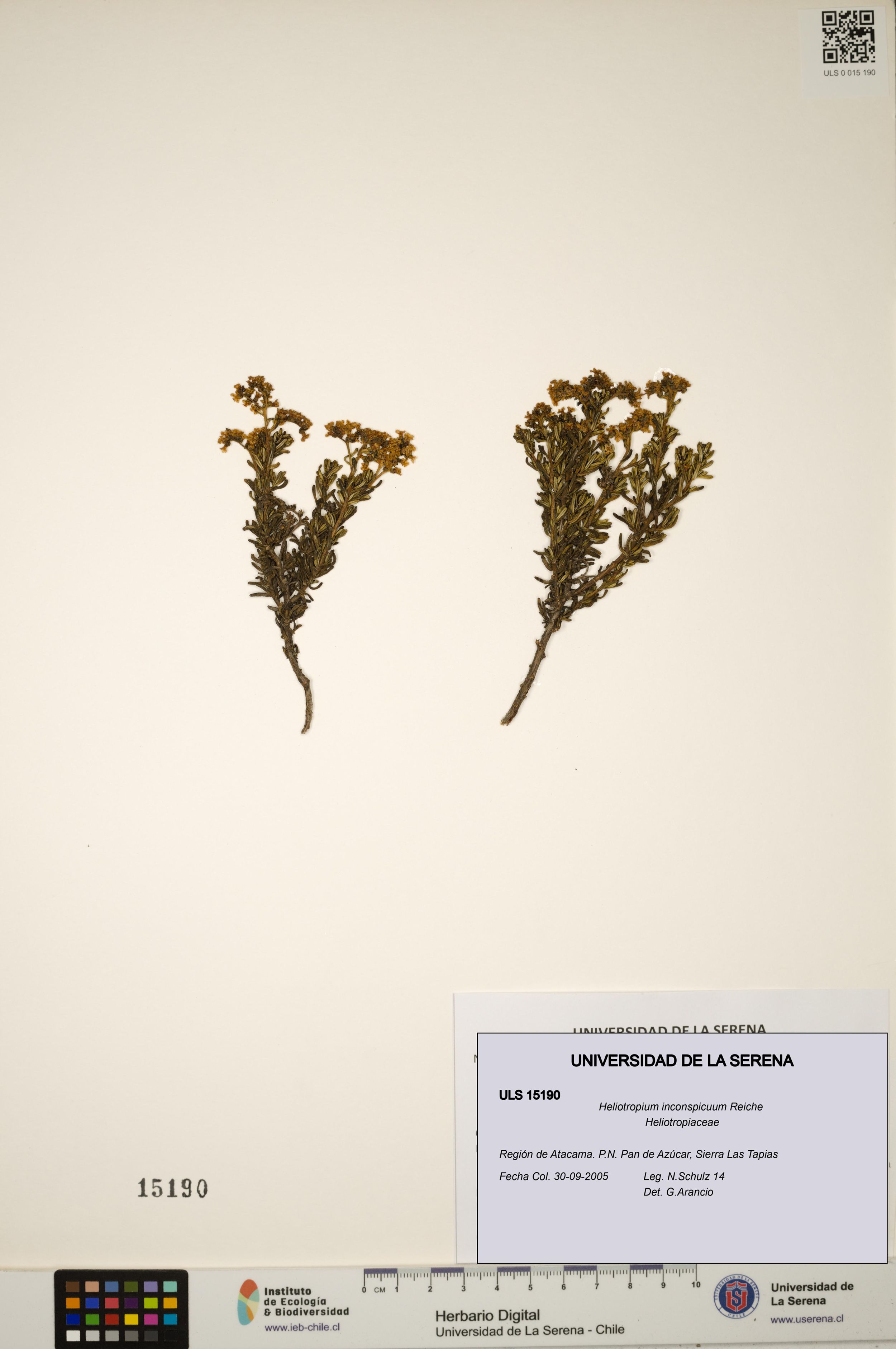 Heliotropium inconspicuum [Espécimen: ]