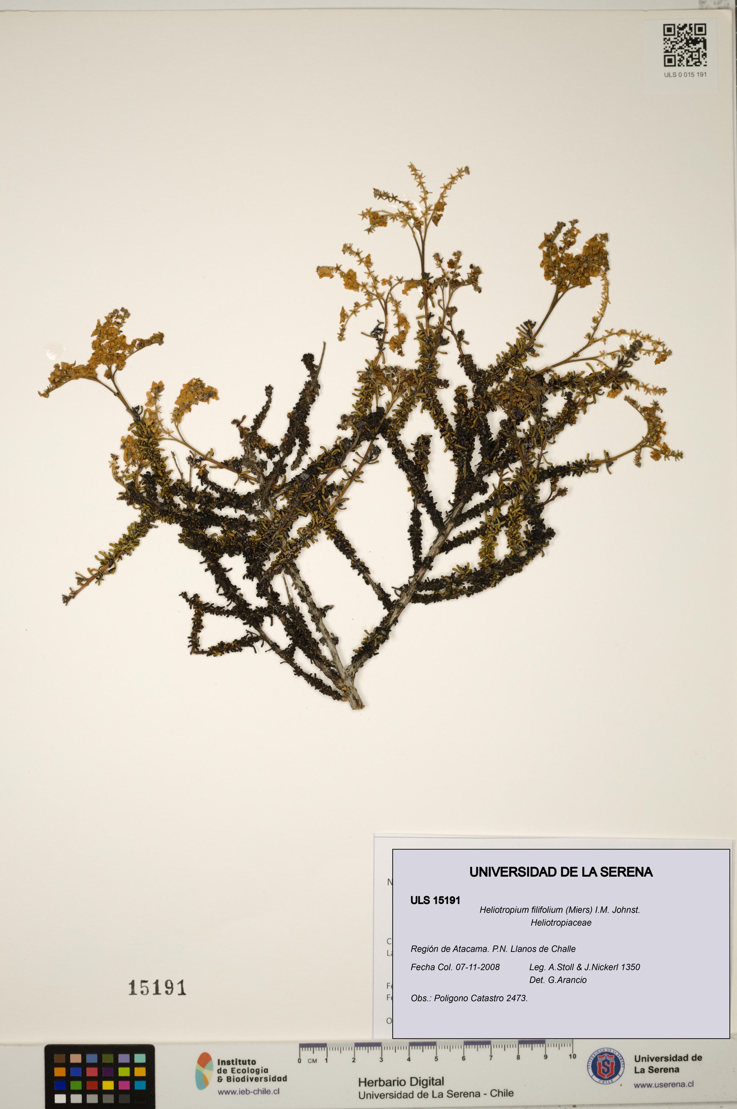 Heliotropium filifolium [Espécimen: ]