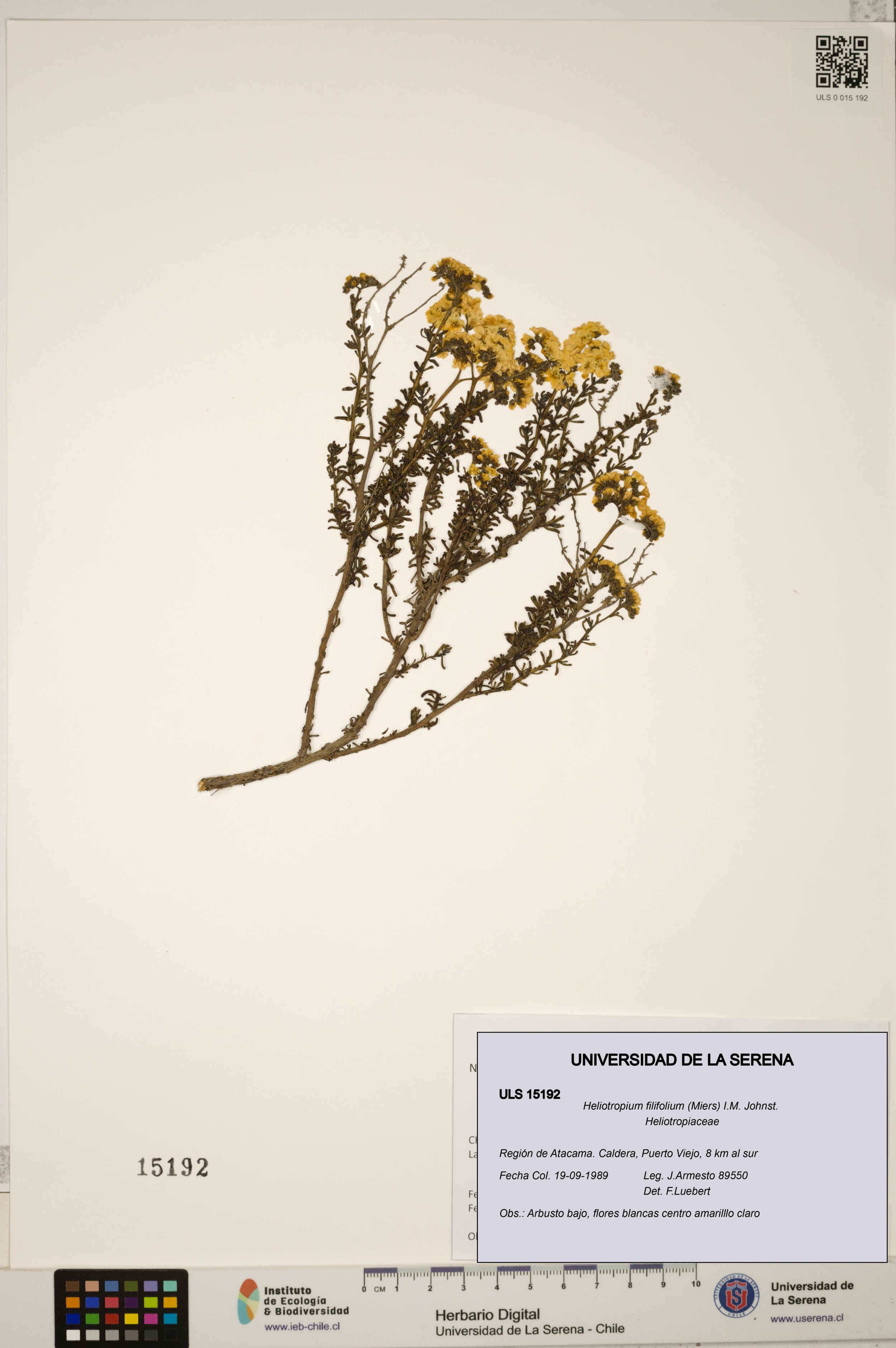 Heliotropium filifolium [Espécimen: ]