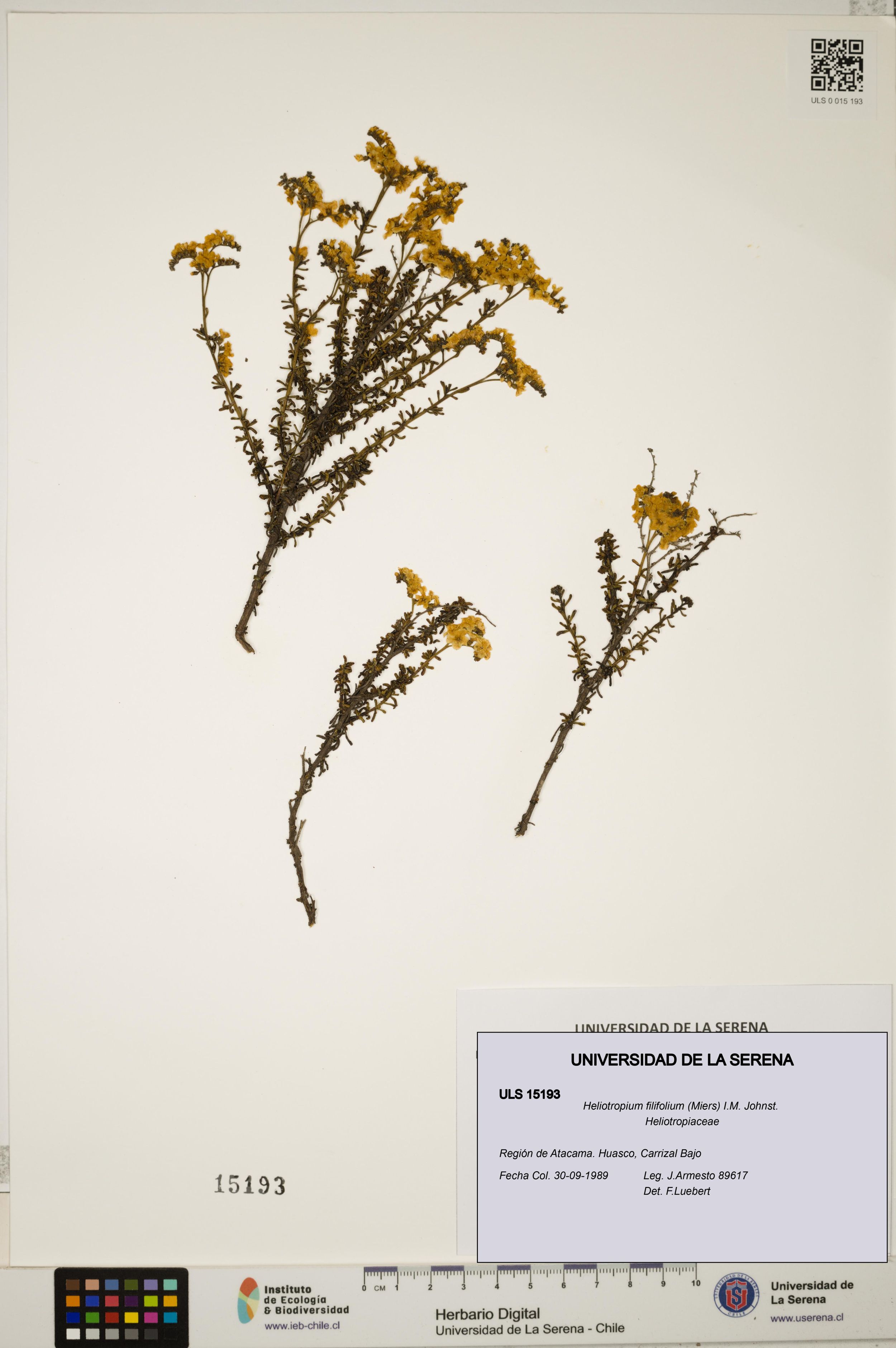 Heliotropium filifolium [Espécimen: ]