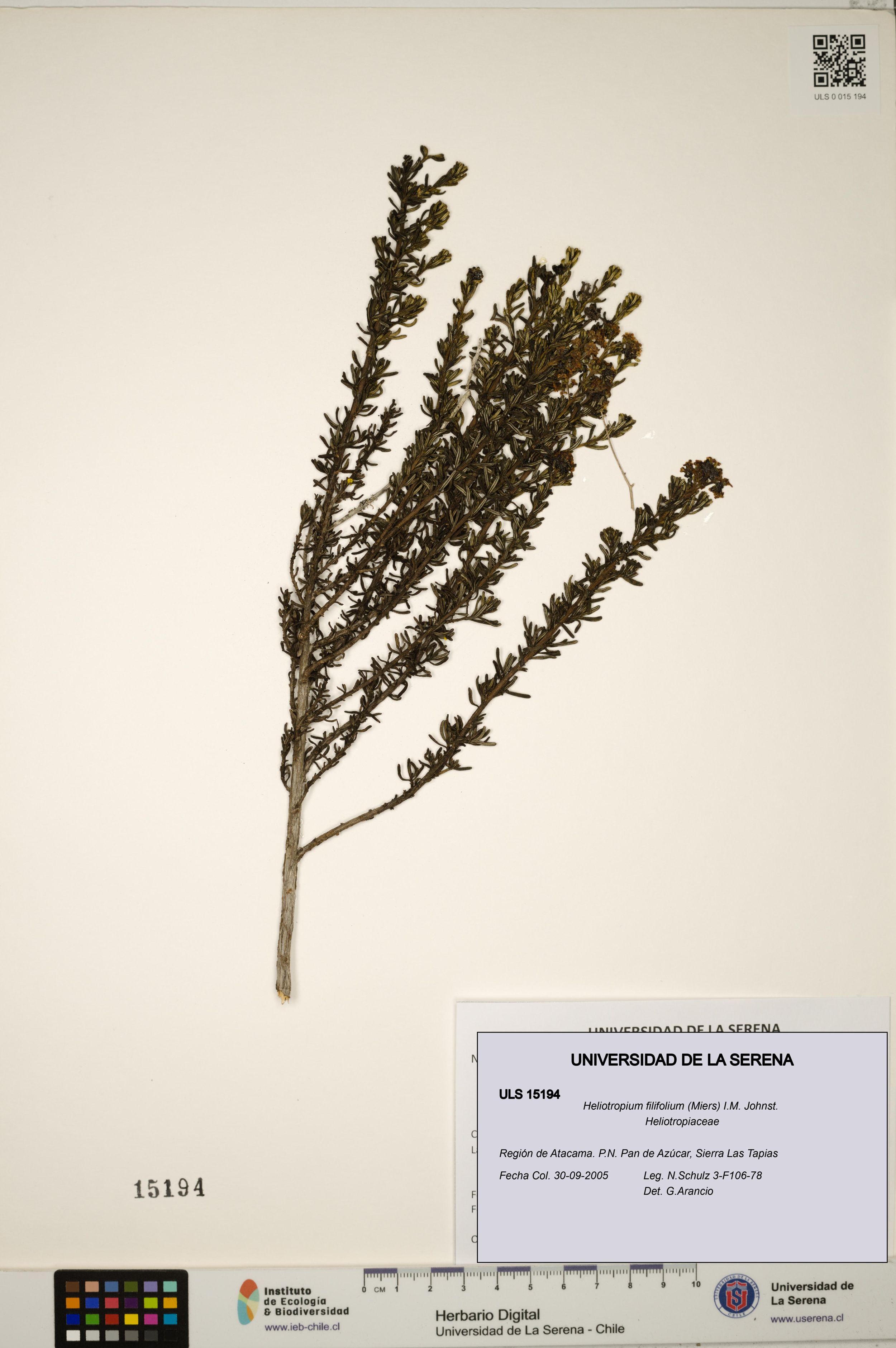 Heliotropium filifolium [Espécimen: ]