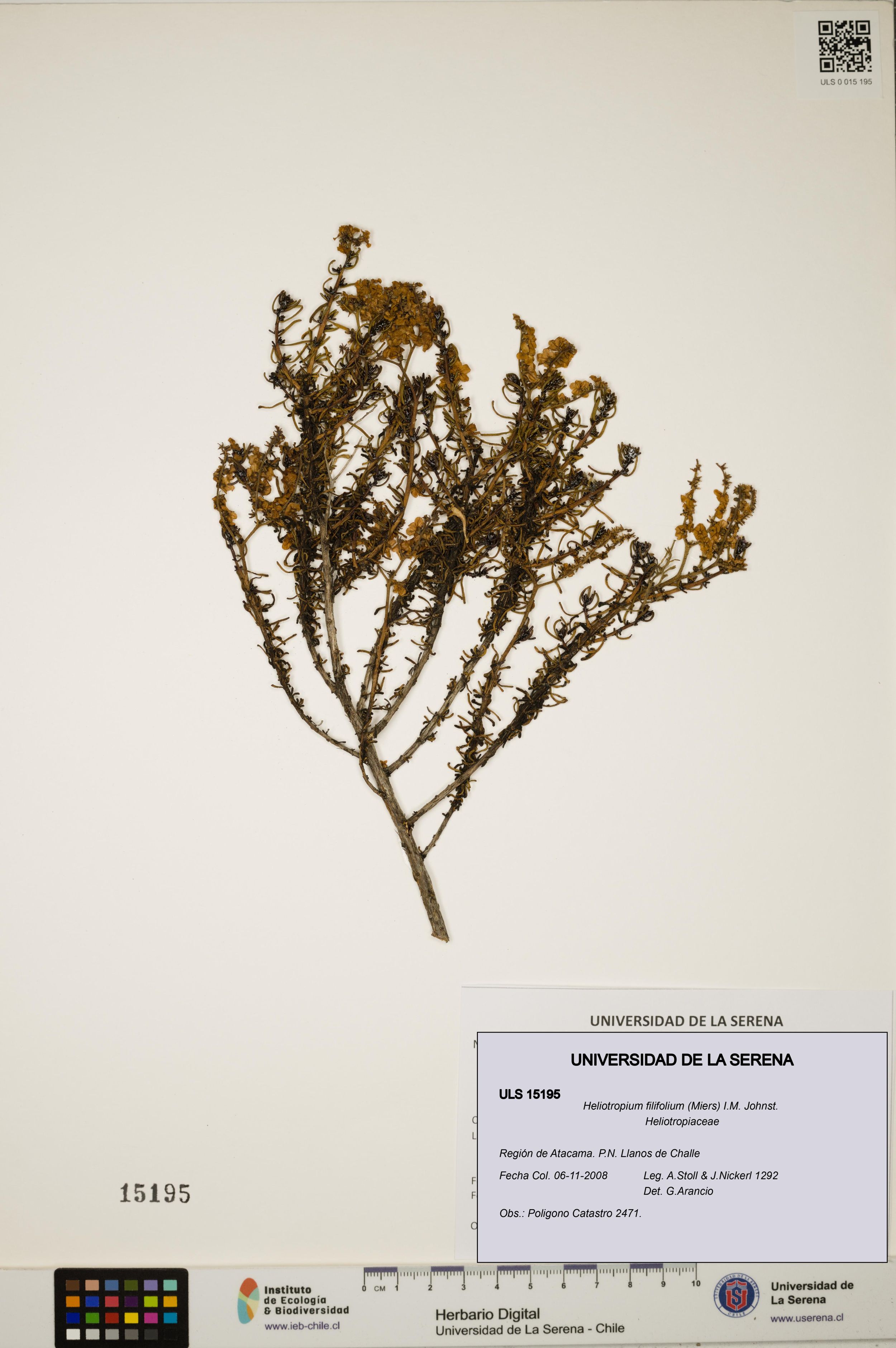 Heliotropium filifolium [Espécimen: ]
