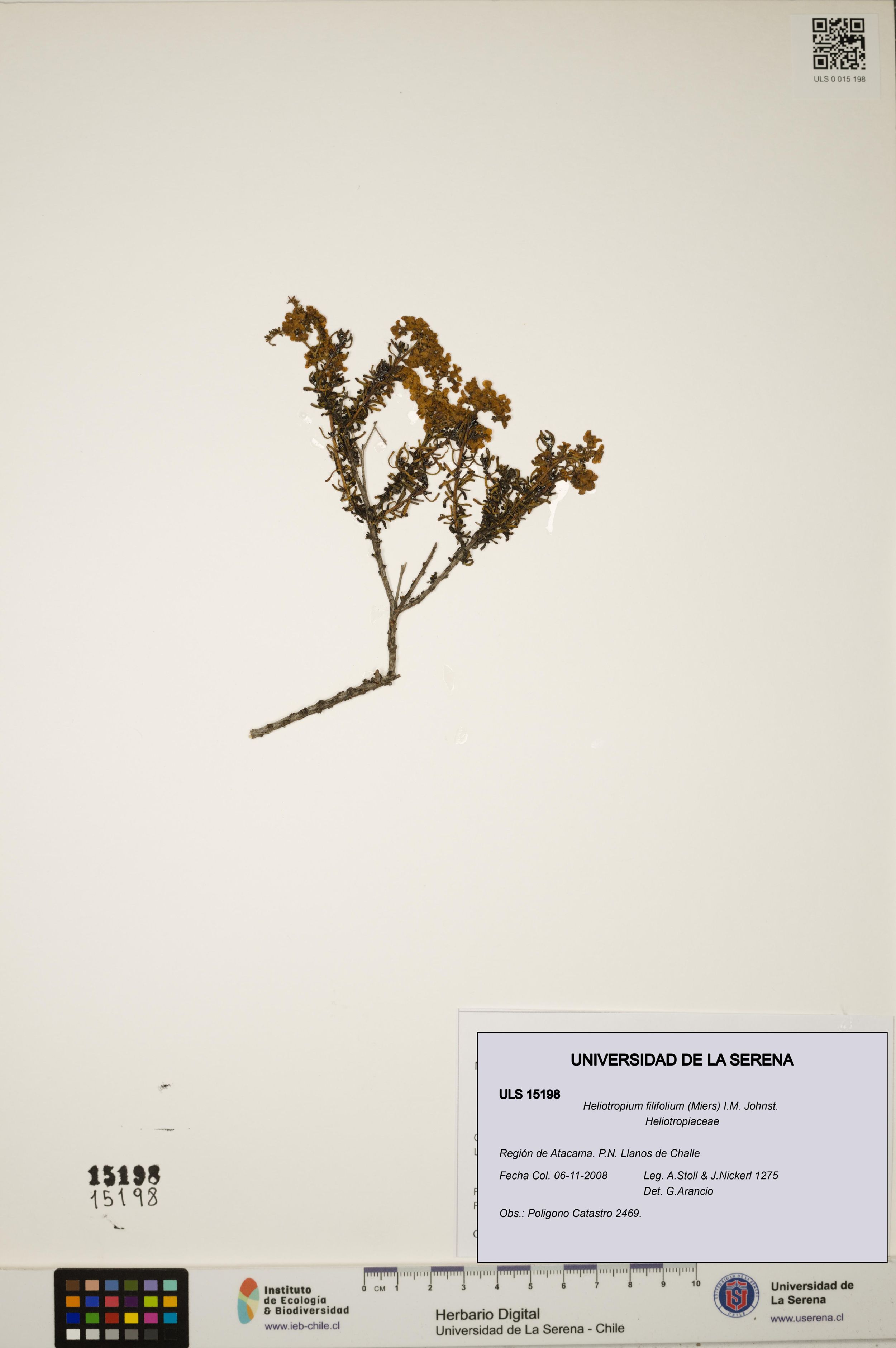 Heliotropium filifolium [Espécimen: ]