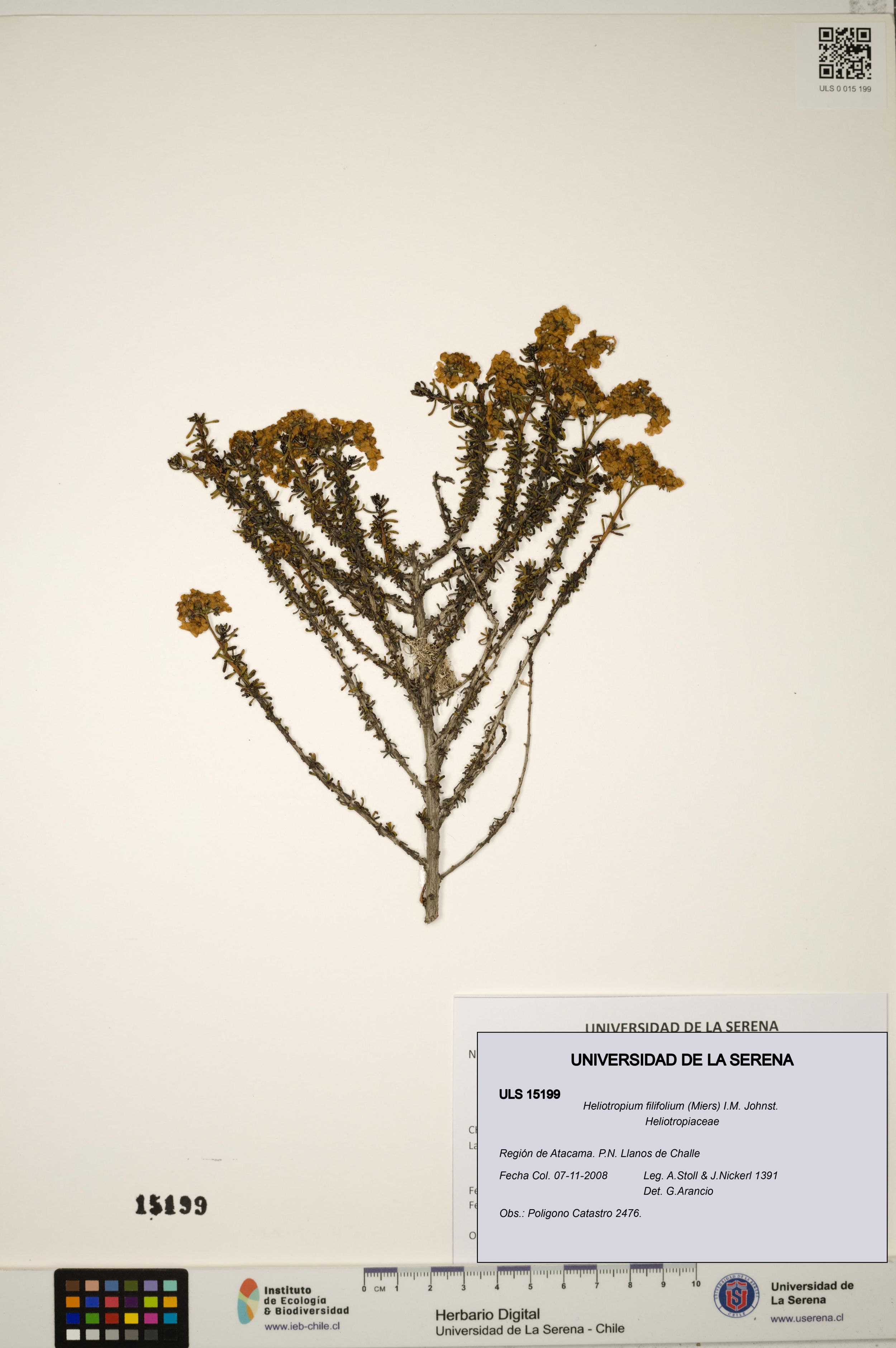 Heliotropium filifolium [Espécimen: ]