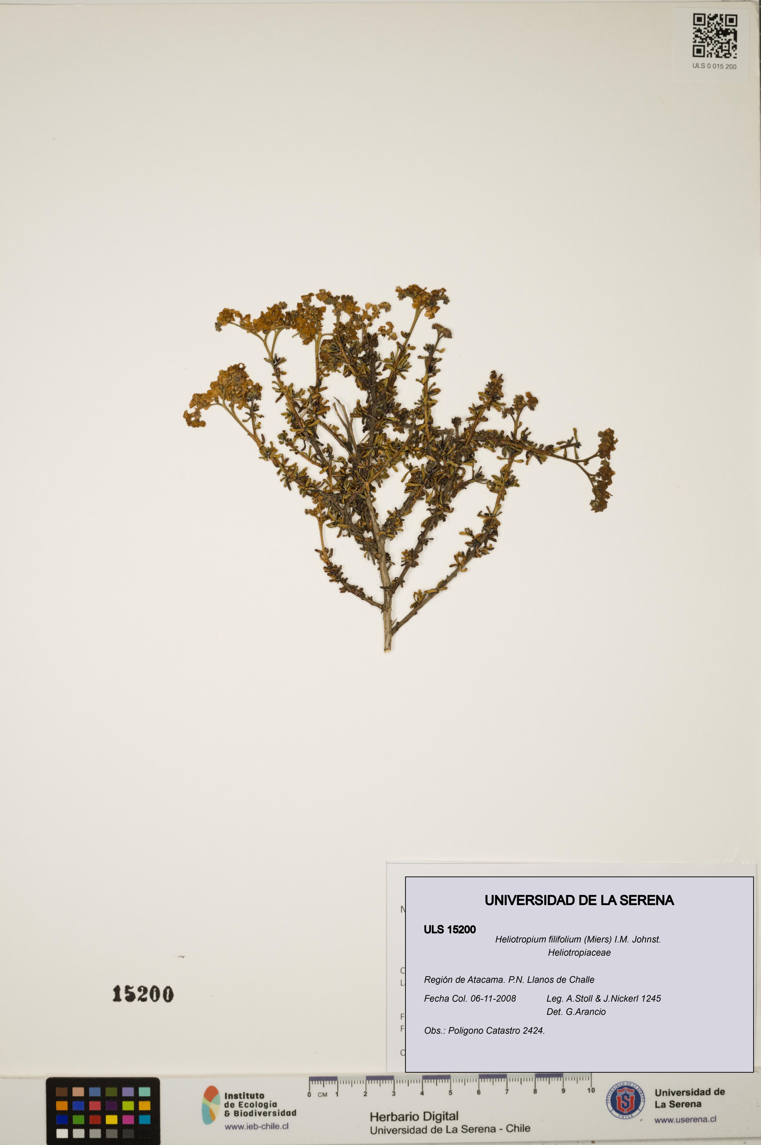 Heliotropium filifolium [Espécimen: ]
