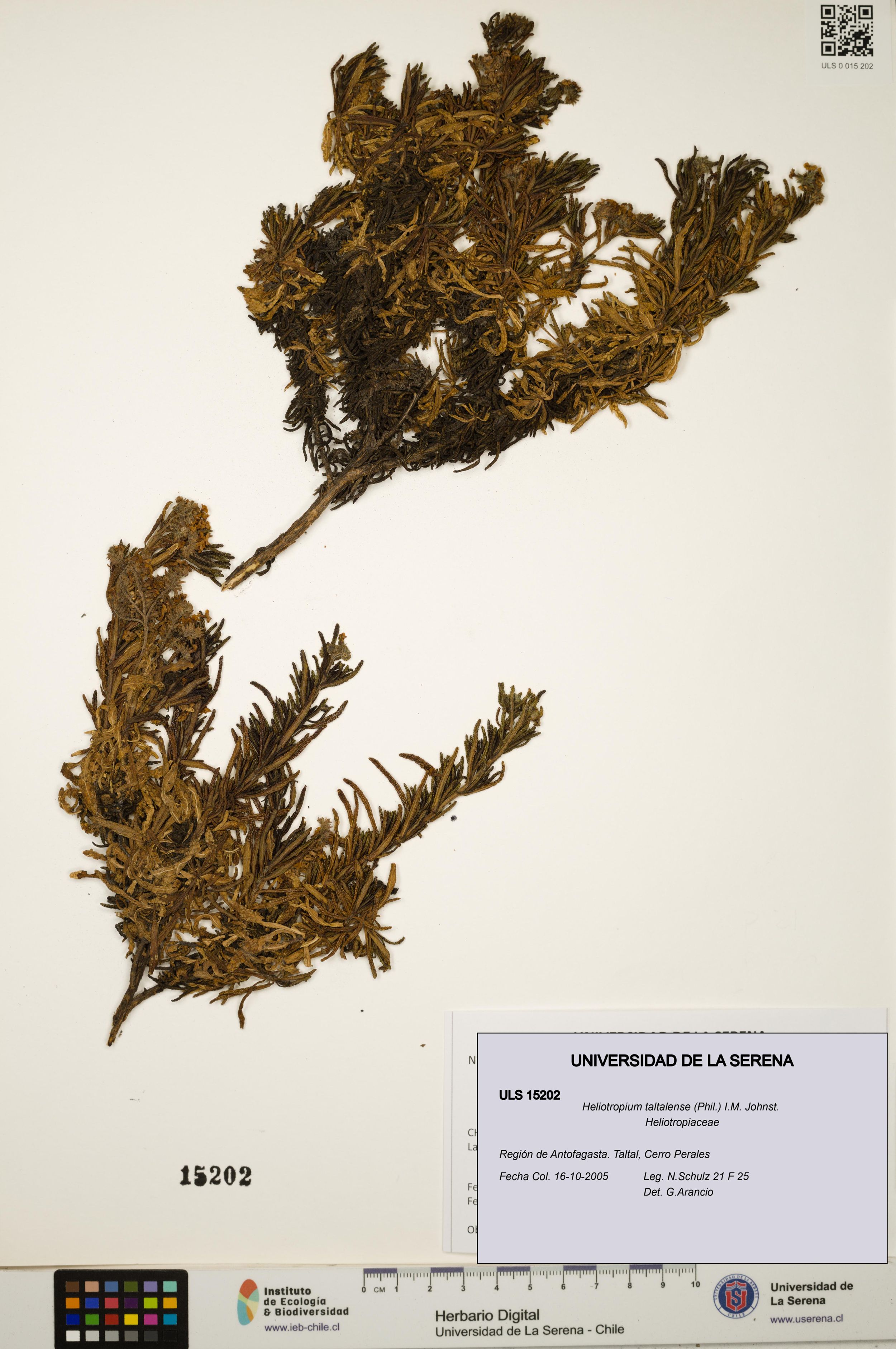 Heliotropium taltalense [Espécimen: ]