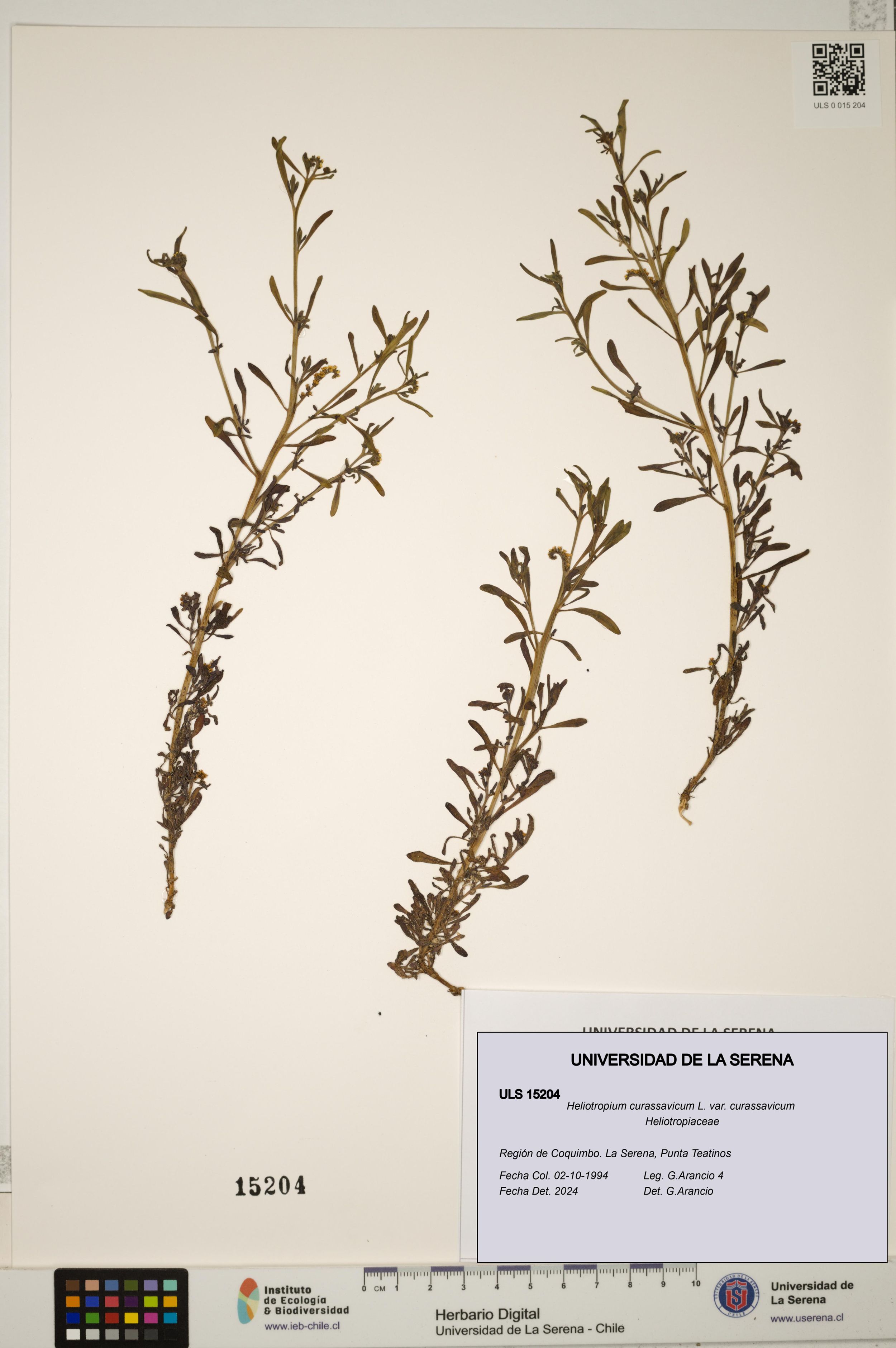 Heliotropium curassavicum var. curassavicum [Espécimen: ]