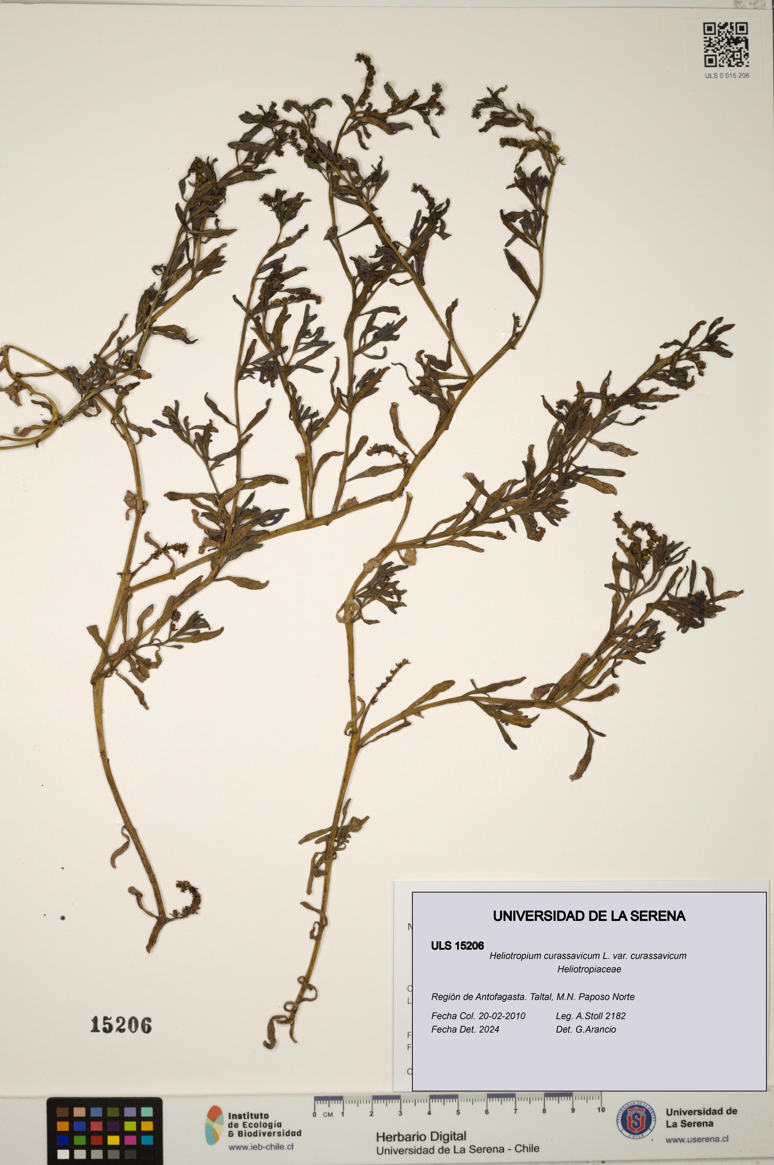 Heliotropium curassavicum var. curassavicum [Espécimen: ]