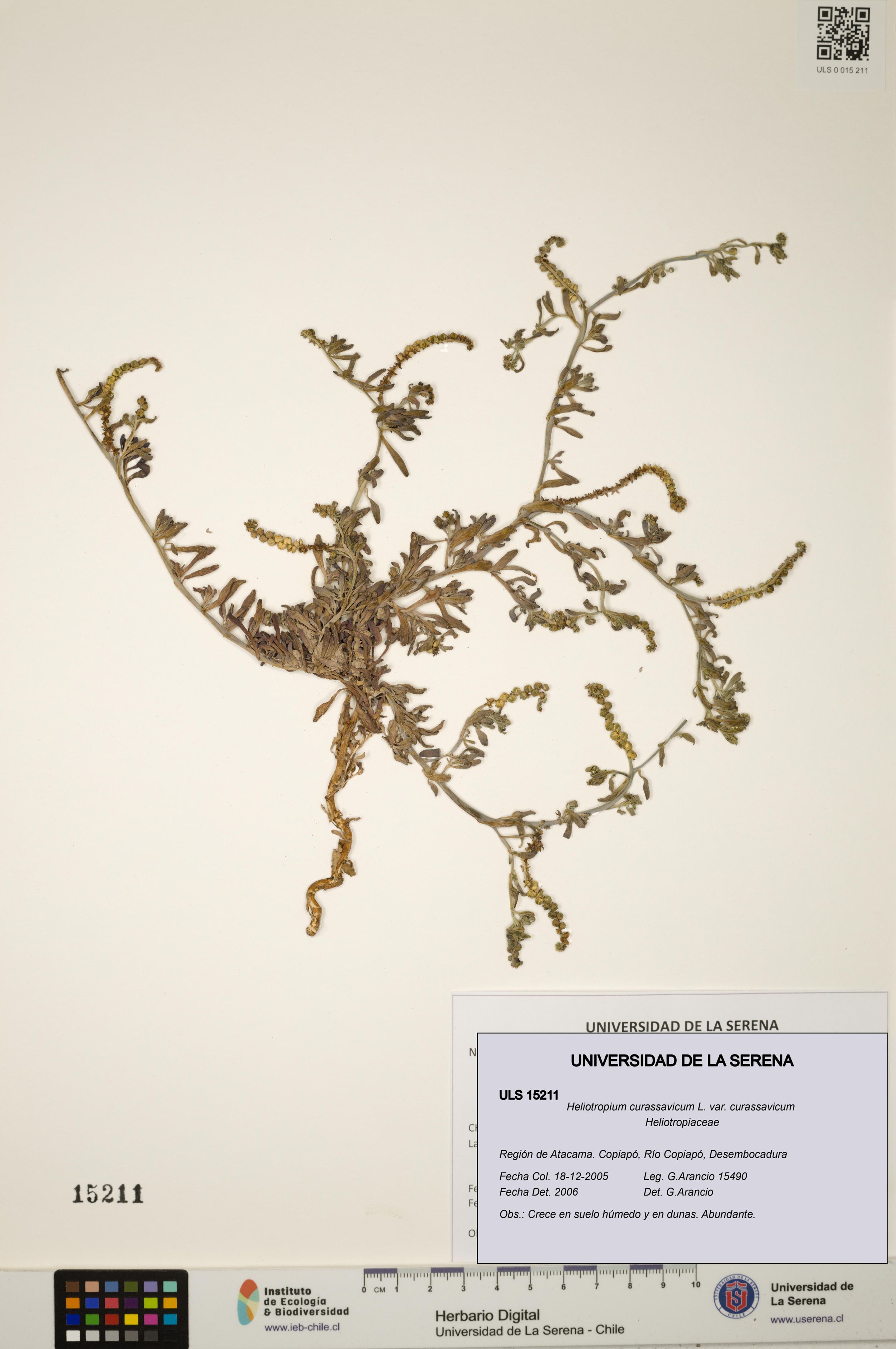 Heliotropium curassavicum var. curassavicum [Espécimen: ]