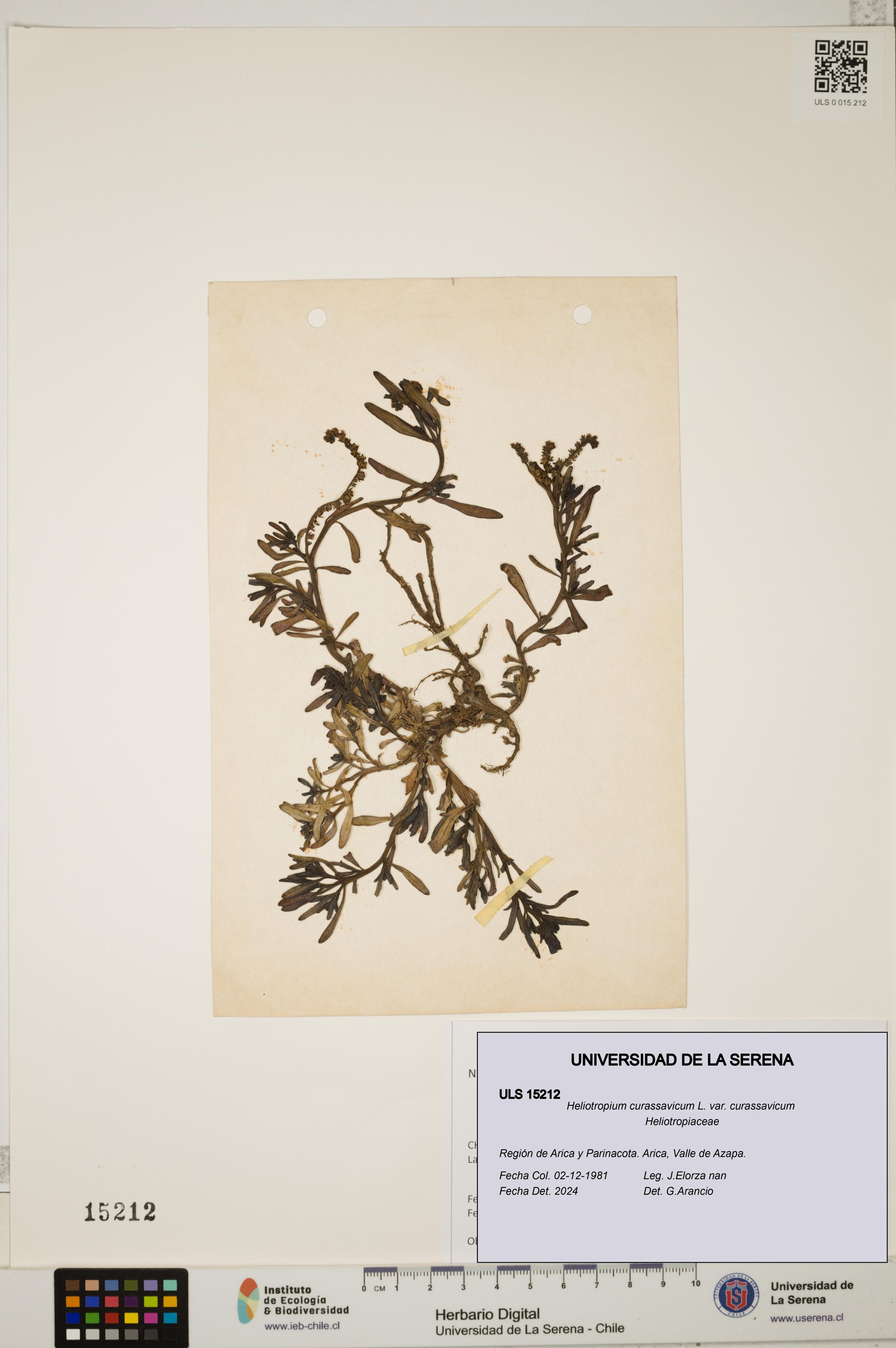Heliotropium curassavicum var. curassavicum [Espécimen: ]