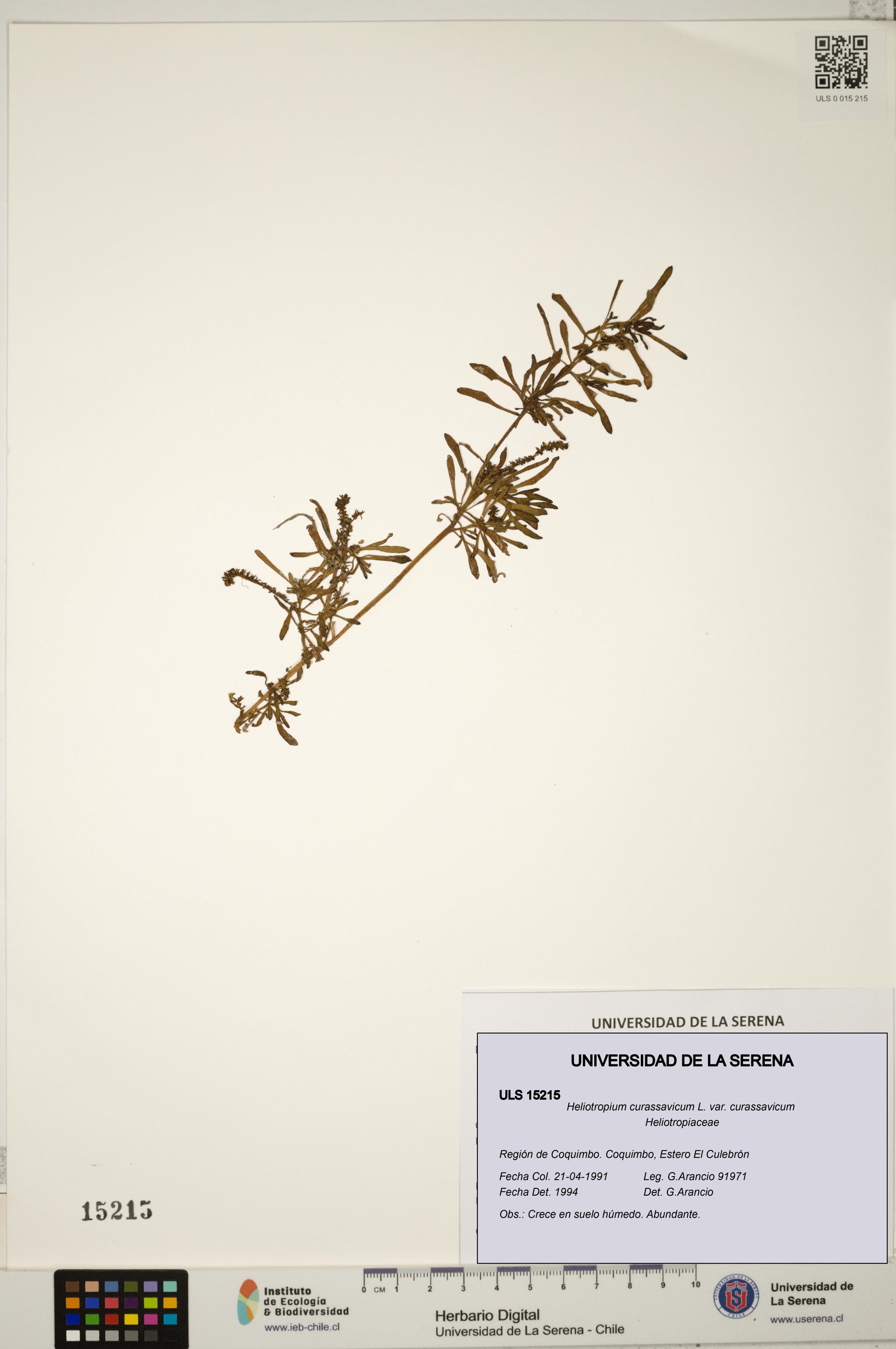 Heliotropium curassavicum var. curassavicum [Espécimen: ]