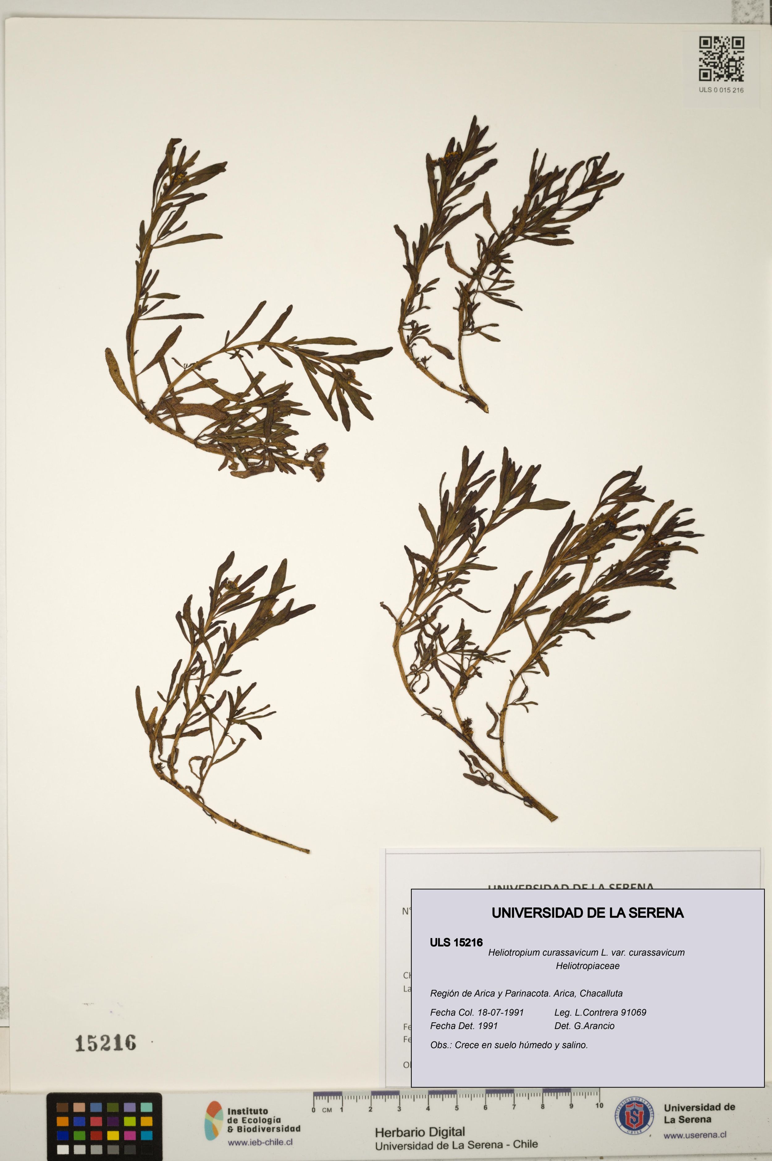 Heliotropium curassavicum var. curassavicum [Espécimen: ]