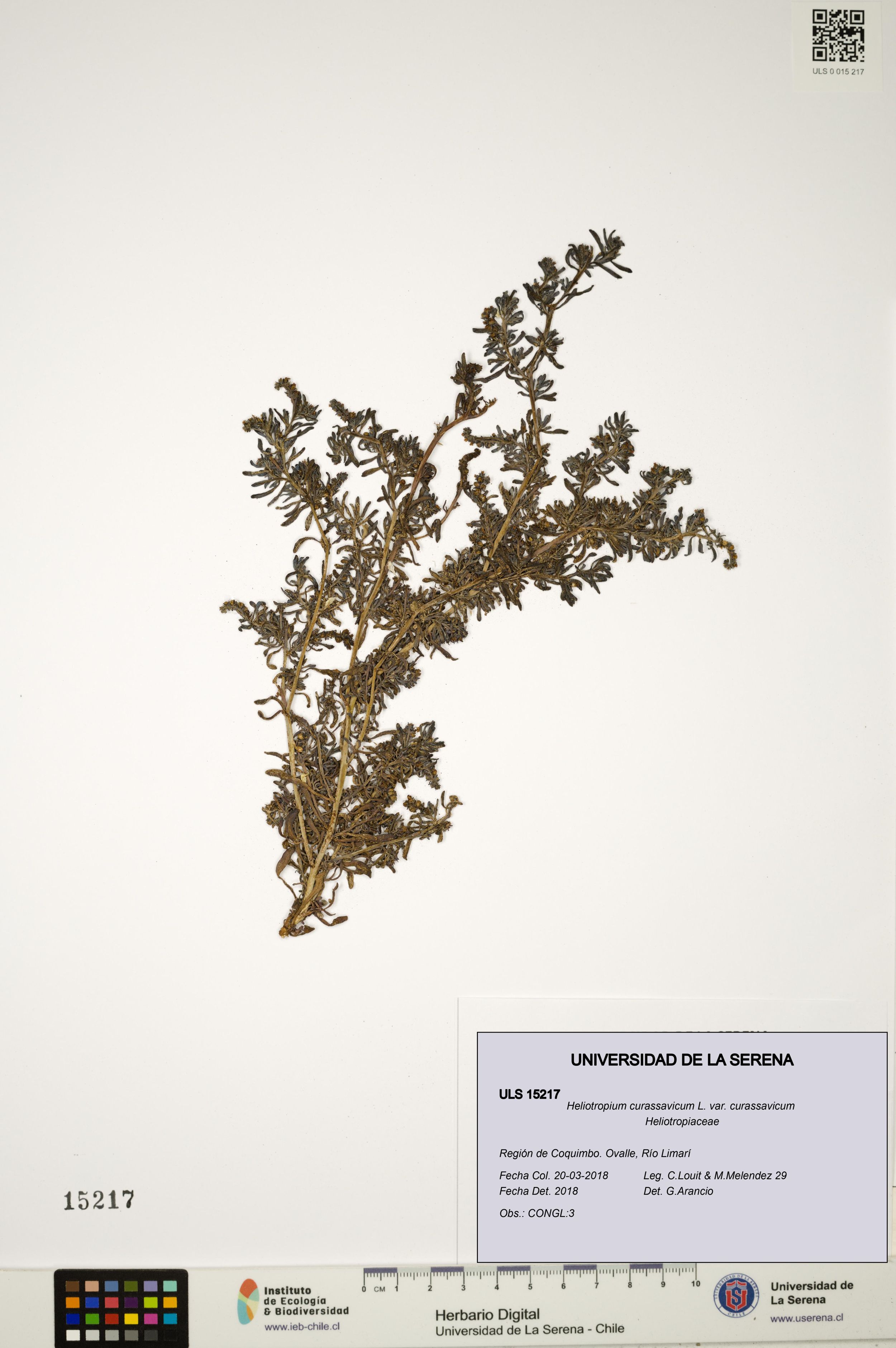 Heliotropium curassavicum var. curassavicum [Espécimen: ]
