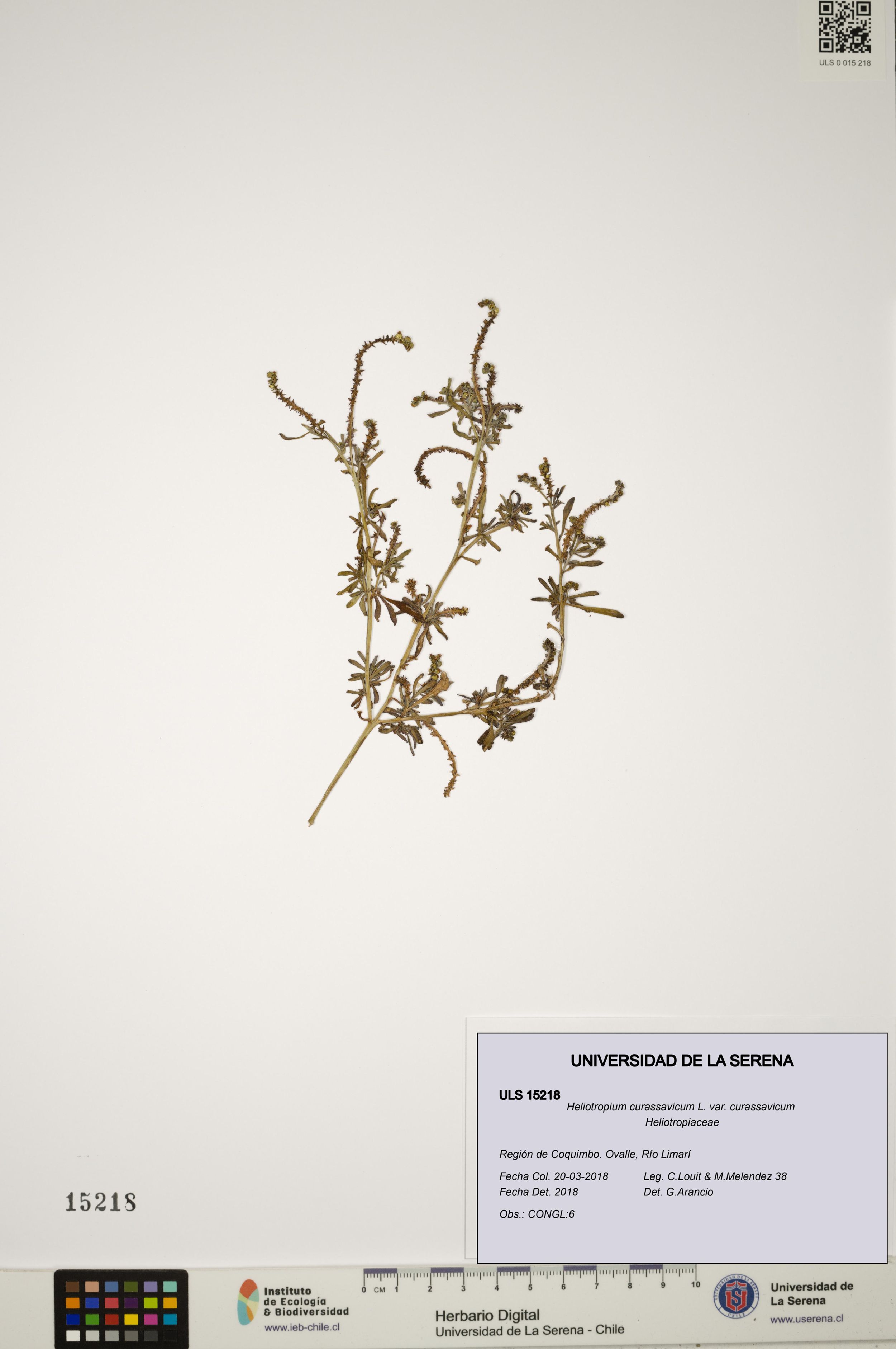 Heliotropium curassavicum var. curassavicum [Espécimen: ]