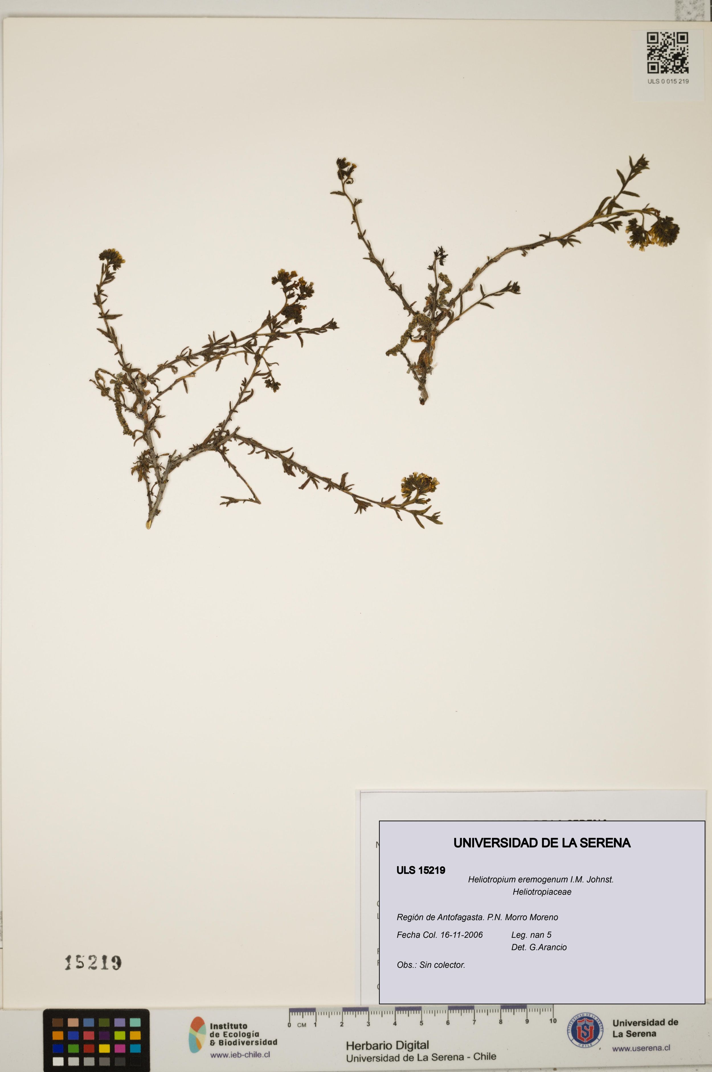 Heliotropium eremogenum [Espécimen: ]