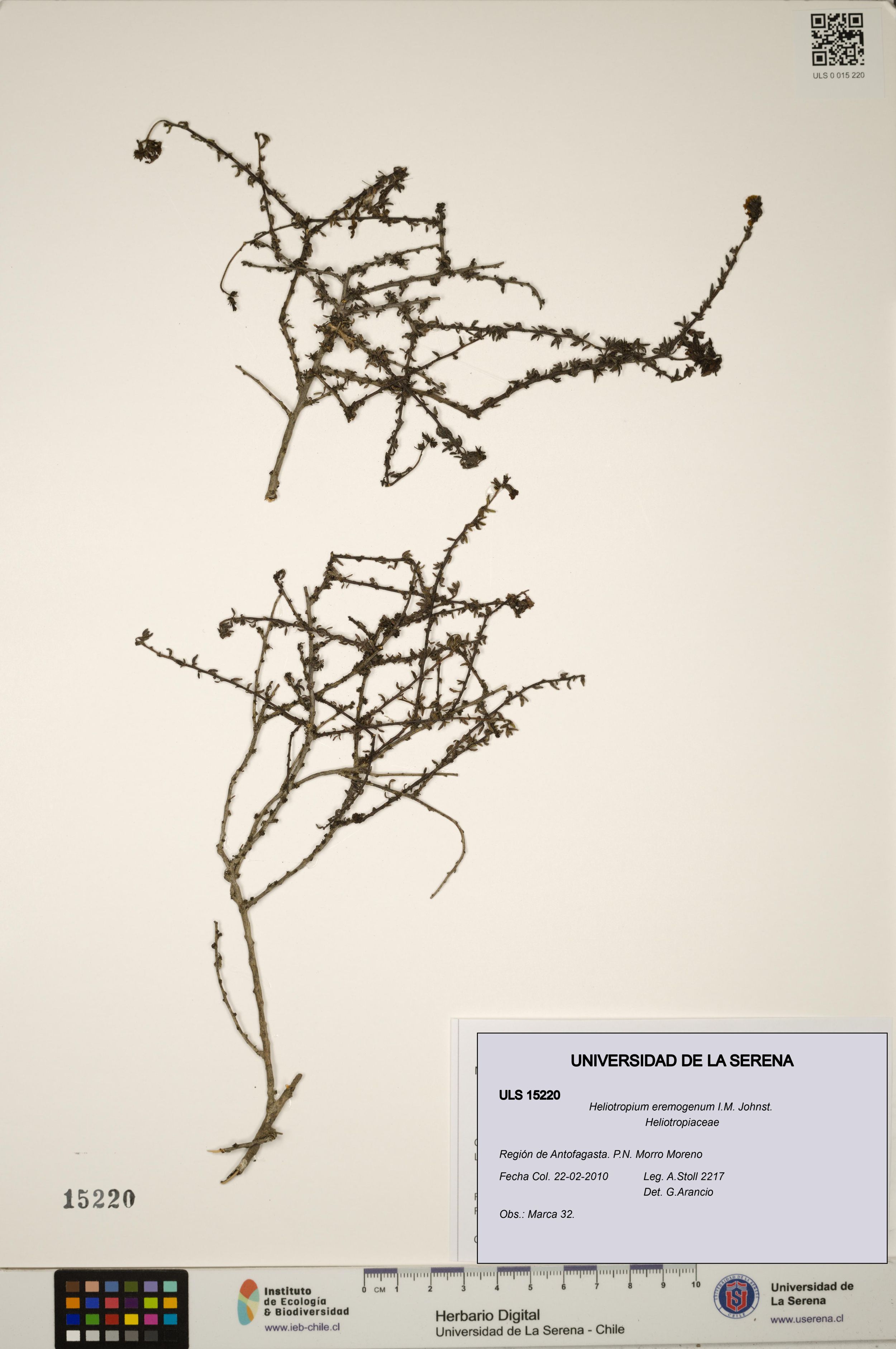Heliotropium eremogenum [Espécimen: ]