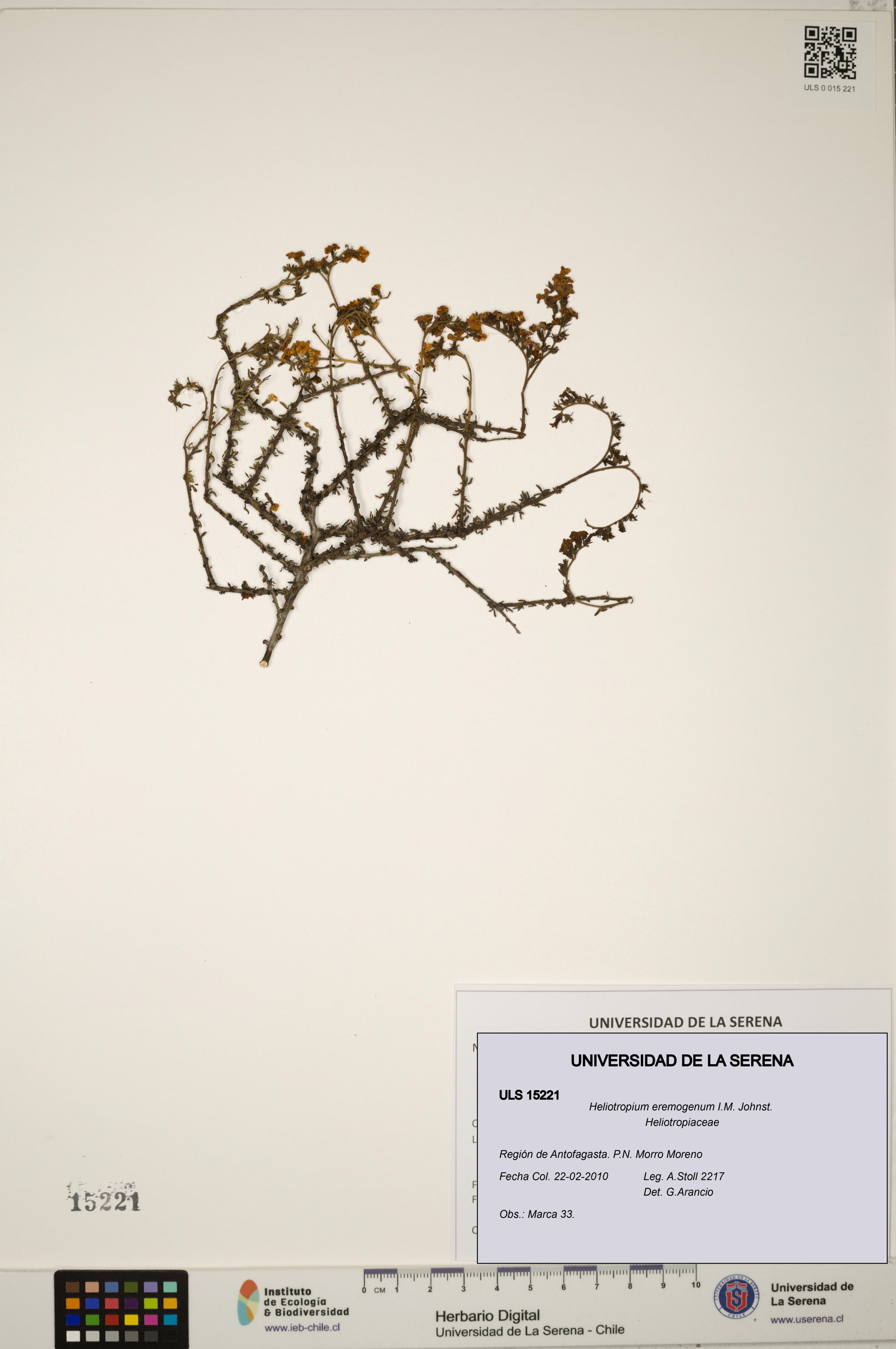 Heliotropium eremogenum [Espécimen: ]