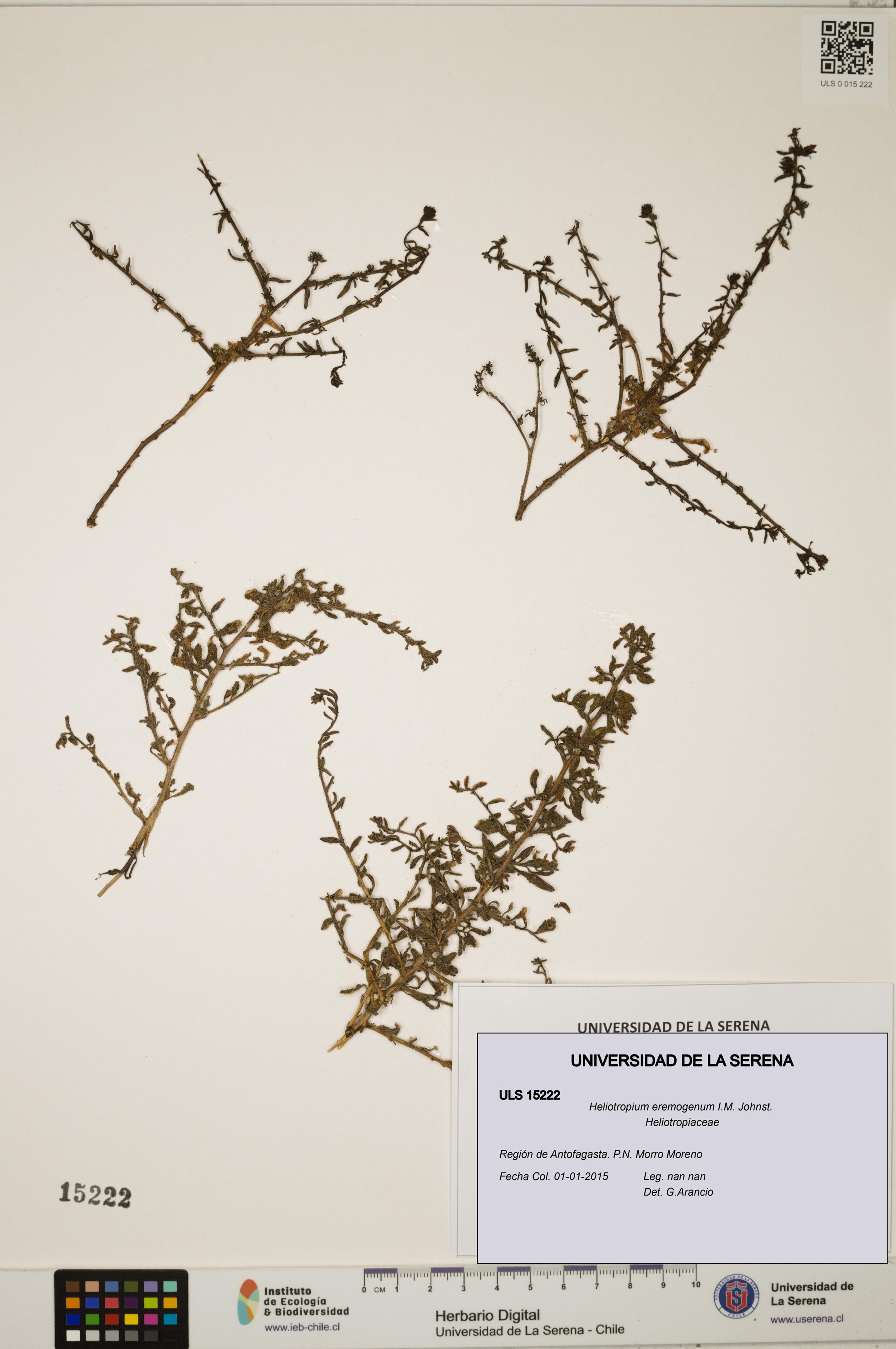 Heliotropium eremogenum [Espécimen: ]