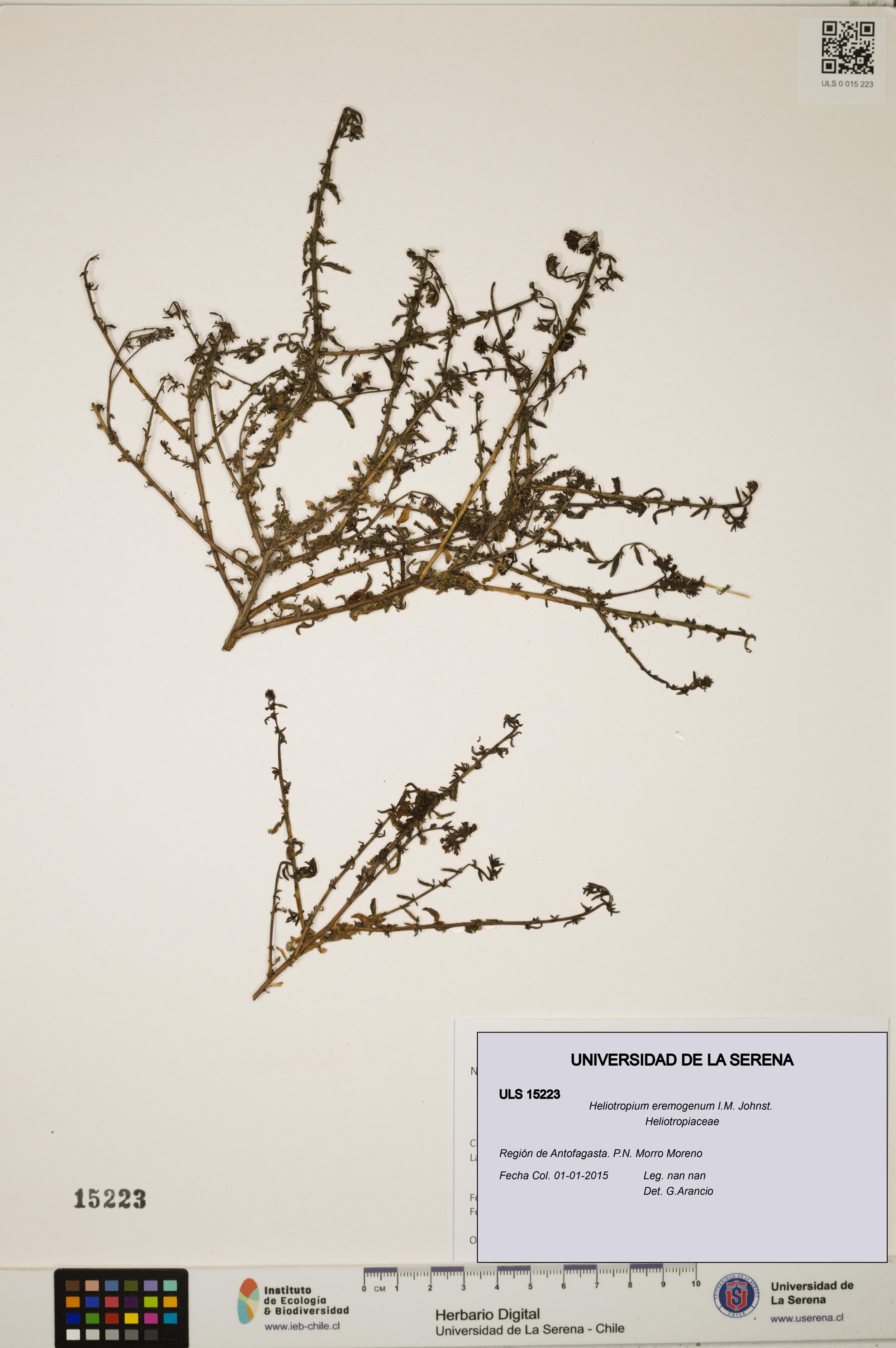 Heliotropium eremogenum [Espécimen: ]
