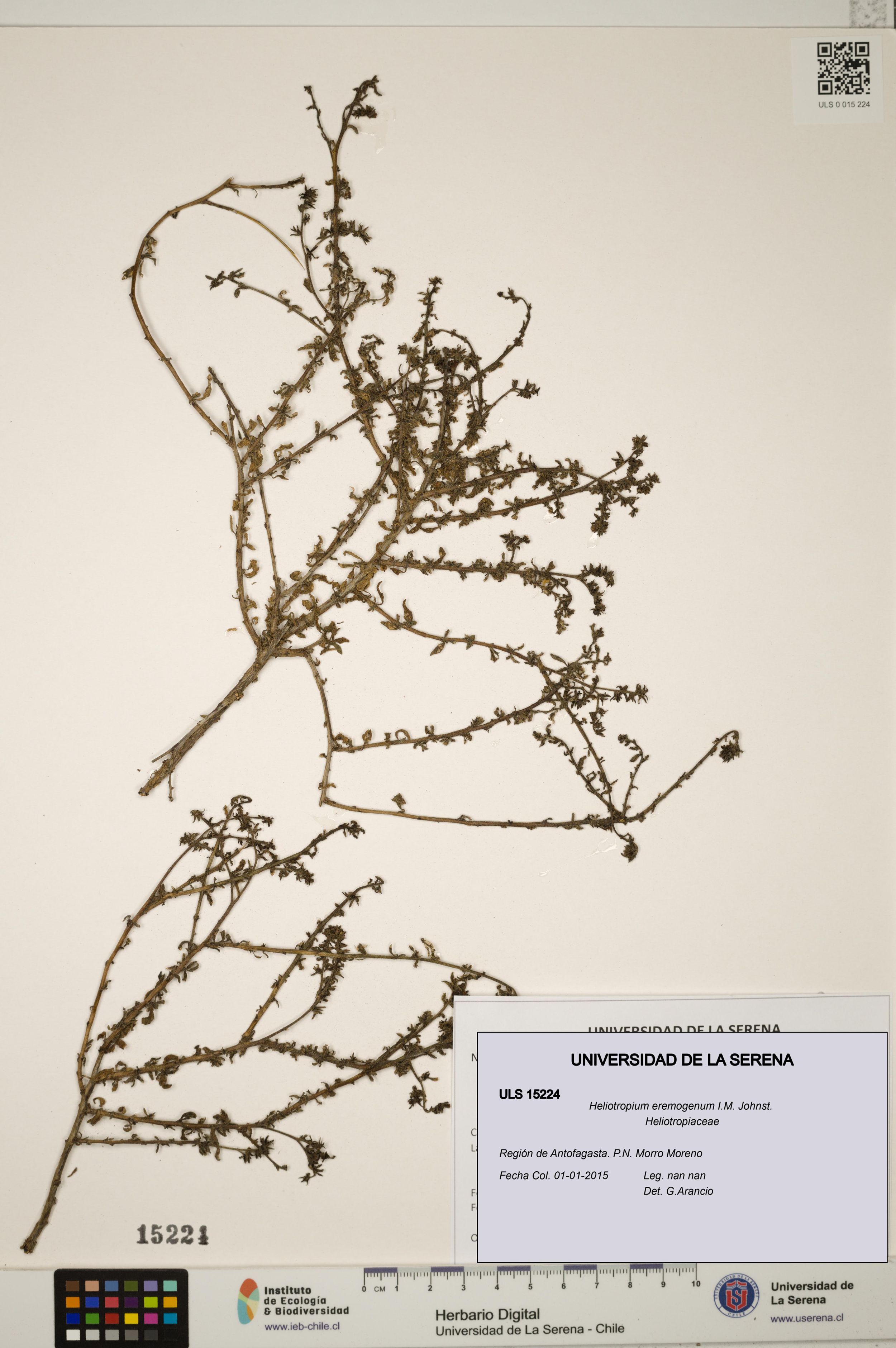 Heliotropium eremogenum [Espécimen: ]