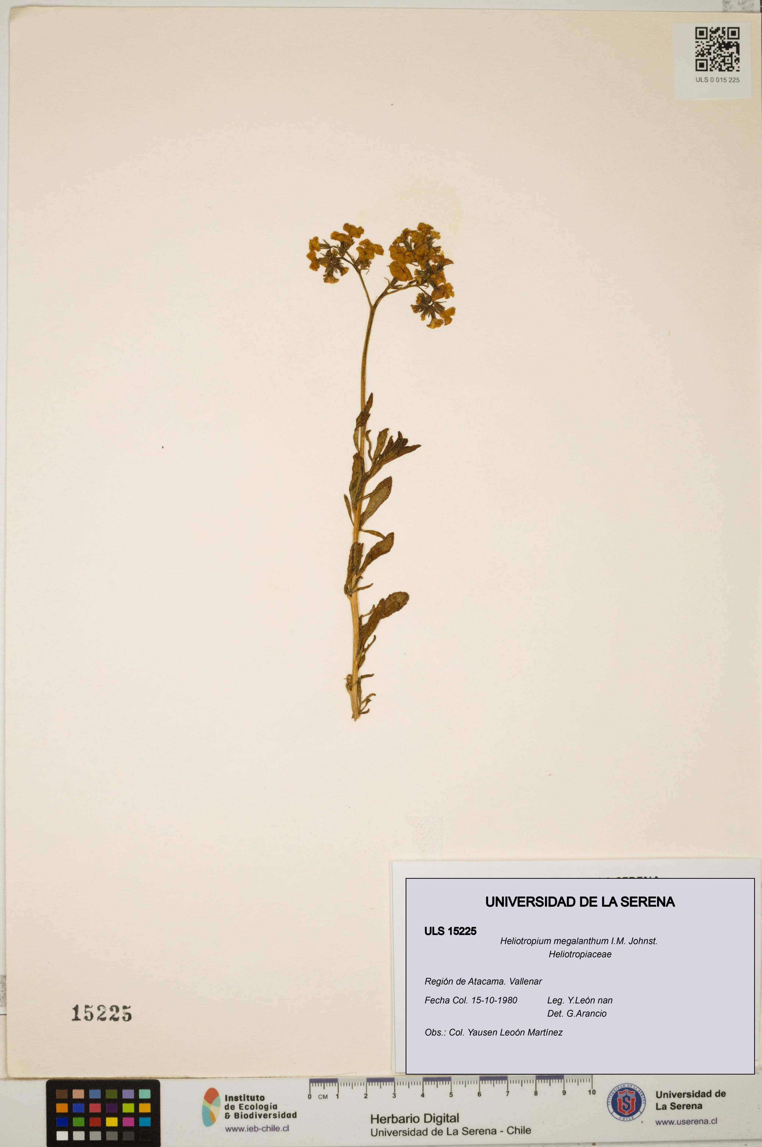 Heliotropium megalanthum [Espécimen: ]
