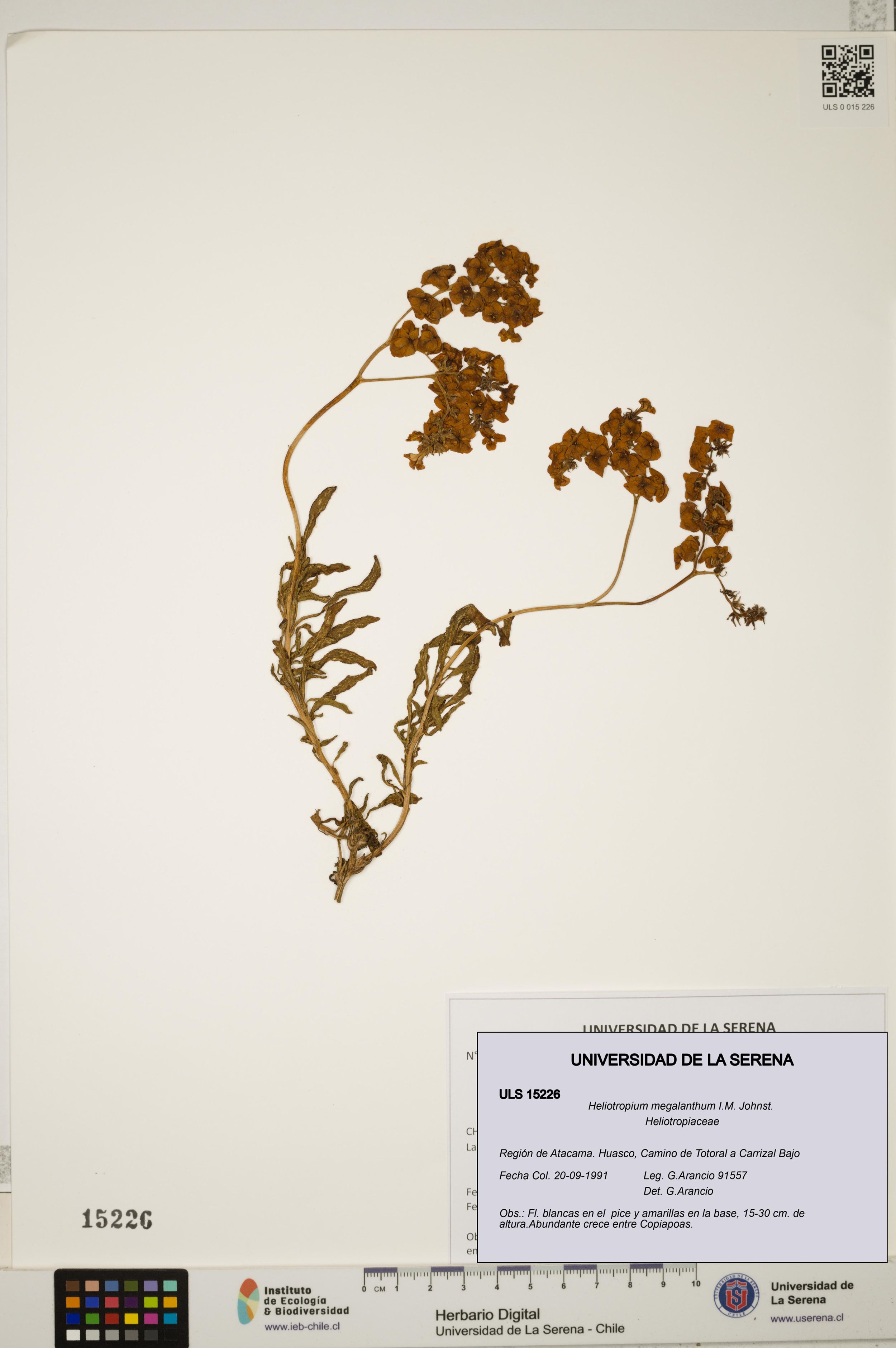 Heliotropium megalanthum [Espécimen: ]