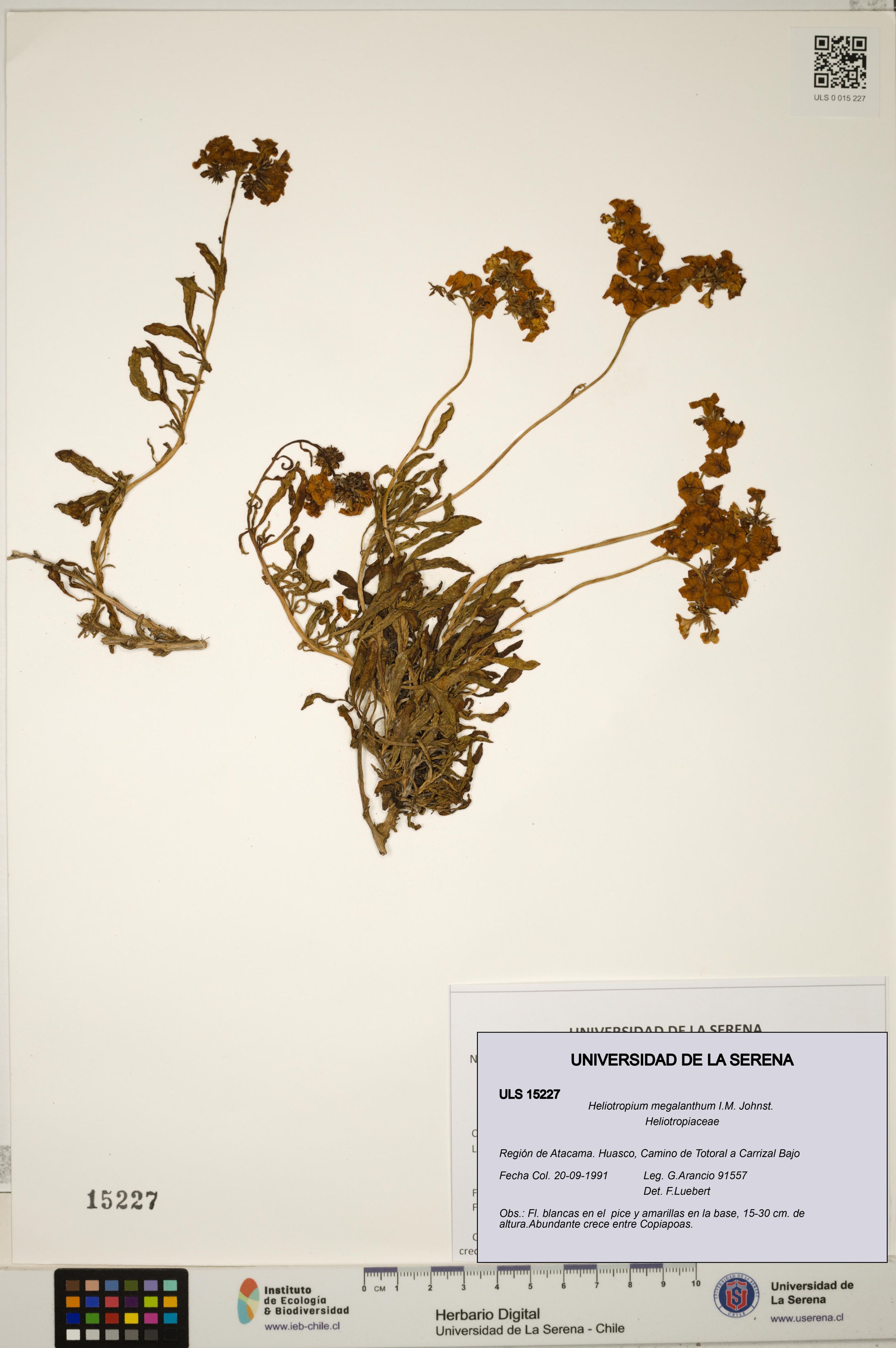 Heliotropium megalanthum [Espécimen: ]