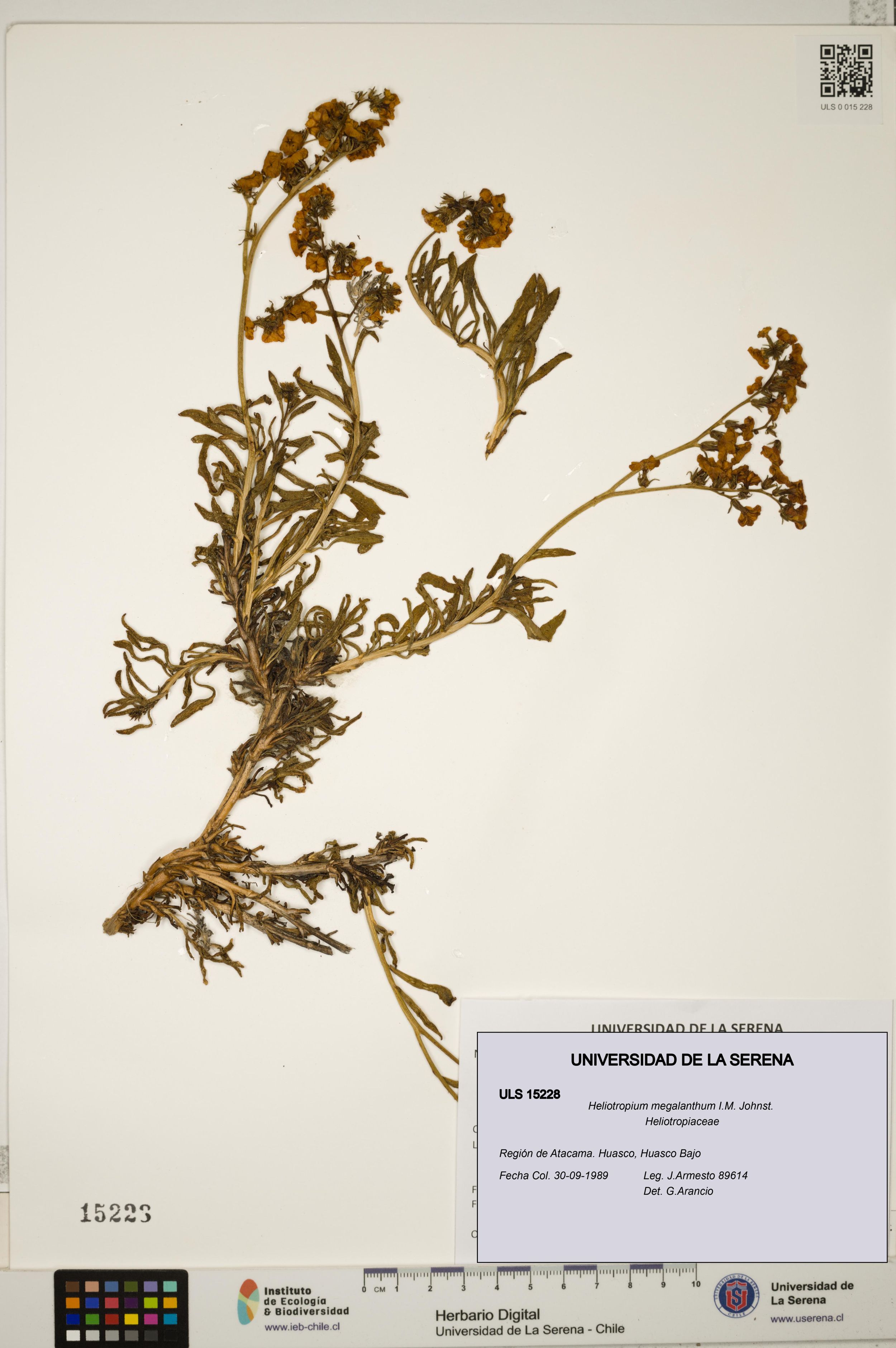Heliotropium megalanthum [Espécimen: ]