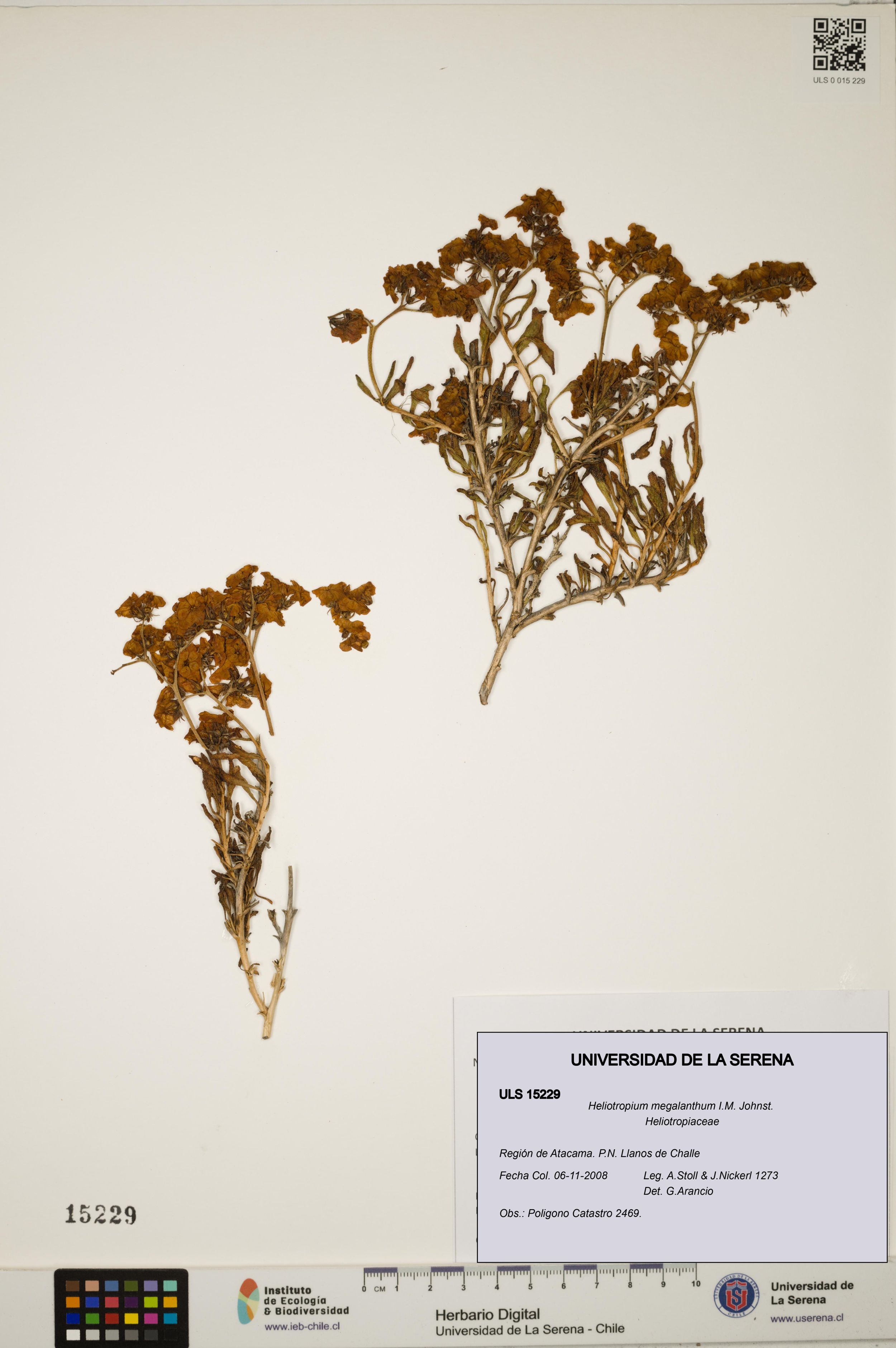 Heliotropium megalanthum [Espécimen: ]