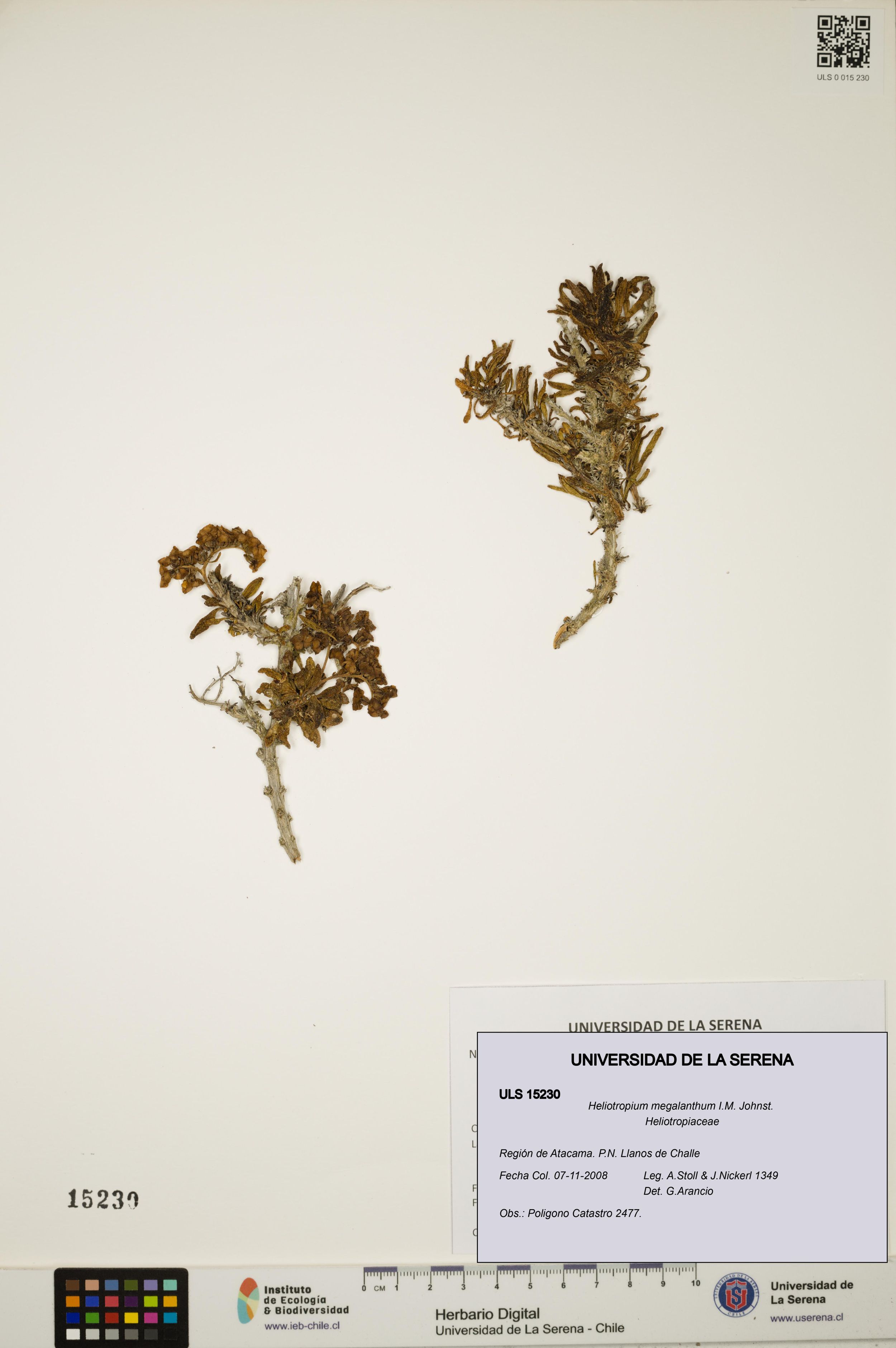 Heliotropium megalanthum [Espécimen: ]