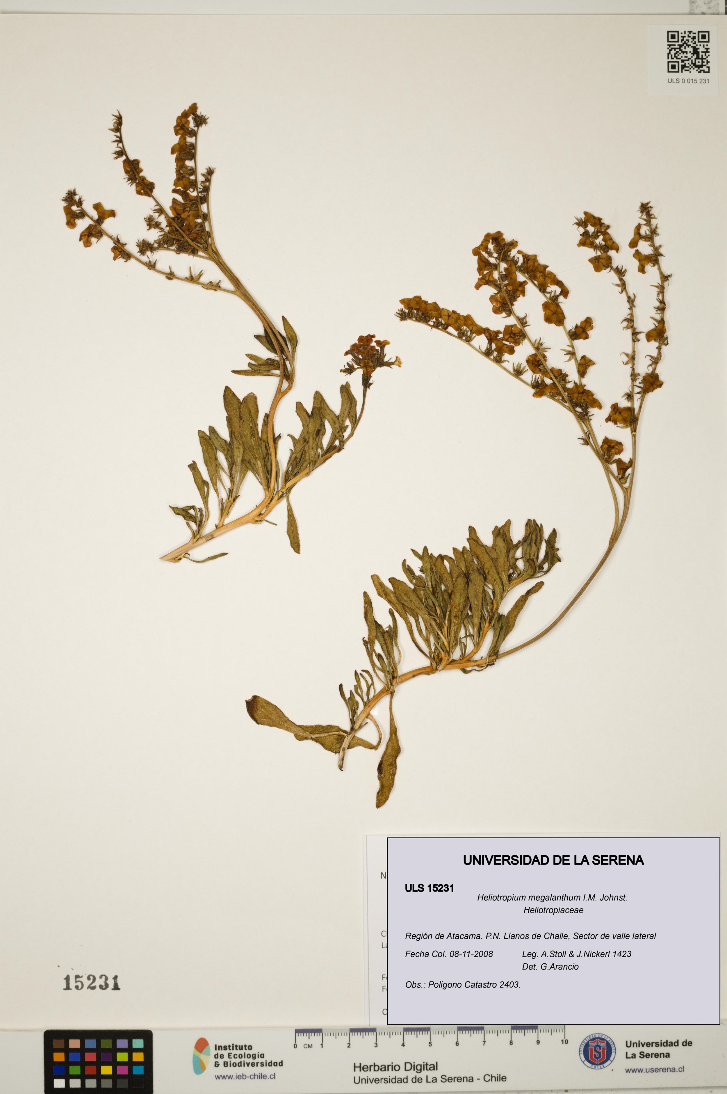 Heliotropium megalanthum [Espécimen: ]