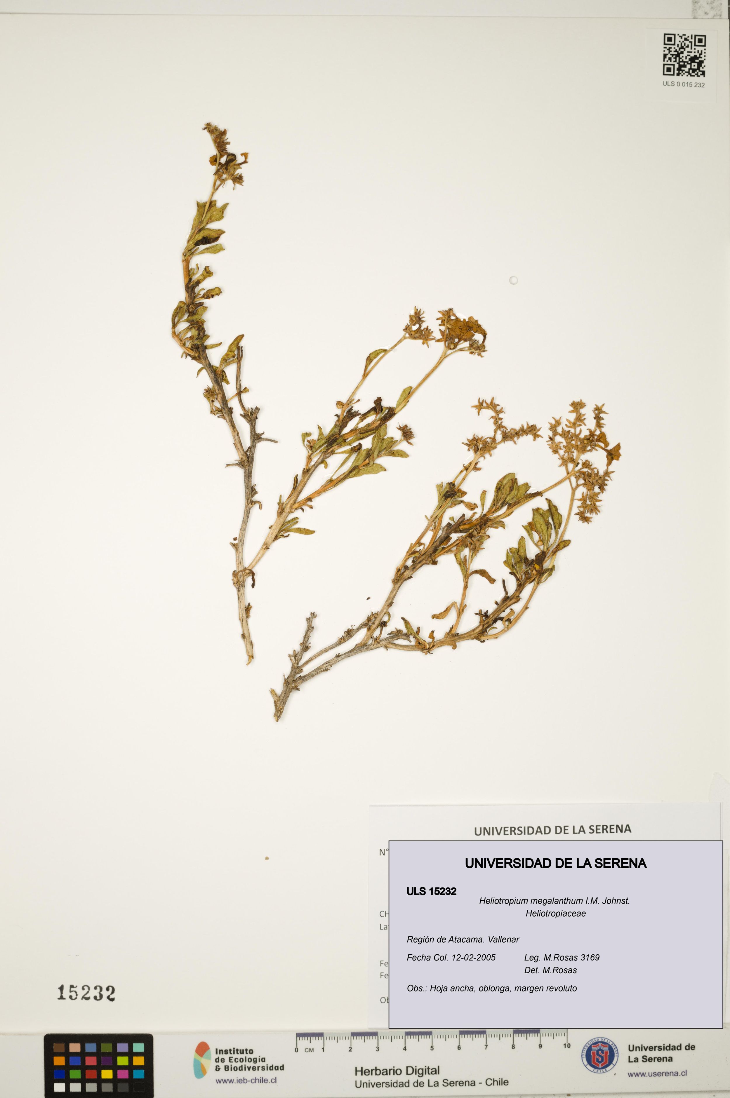 Heliotropium megalanthum [Espécimen: ]