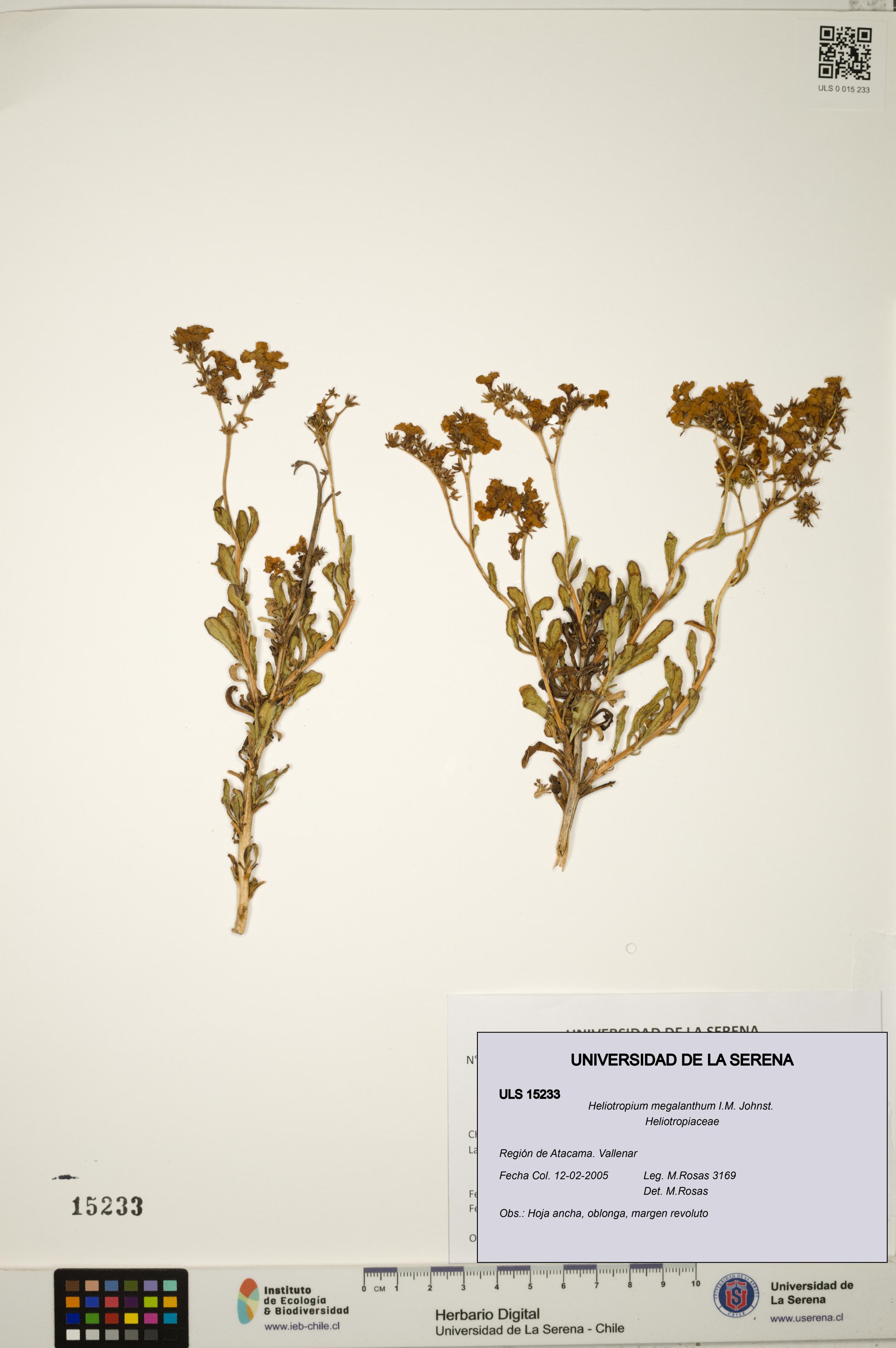 Heliotropium megalanthum [Espécimen: ]