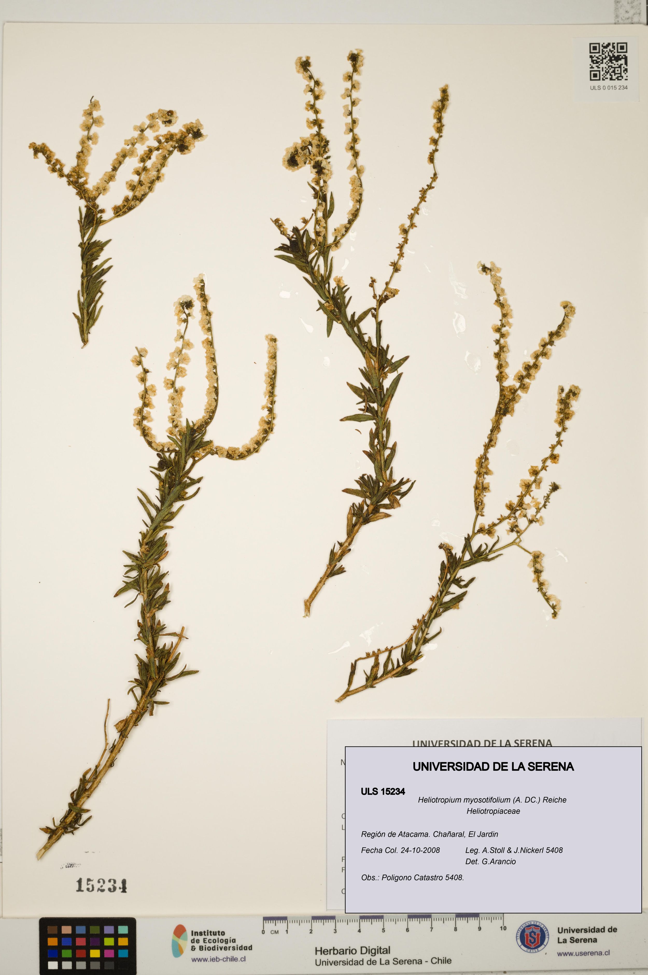 Heliotropium myosotifolium [Espécimen: ]