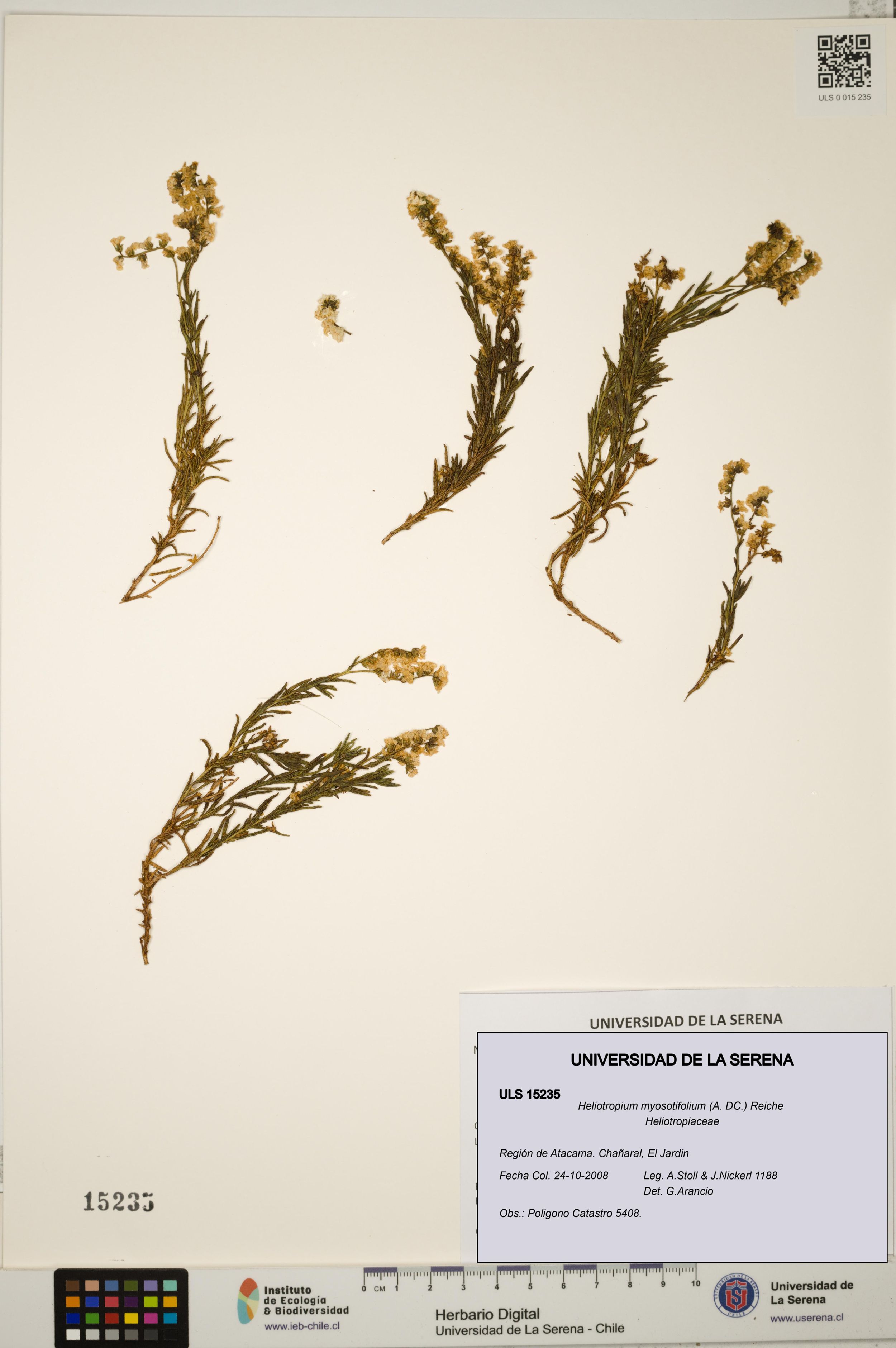 Heliotropium myosotifolium [Espécimen: ]