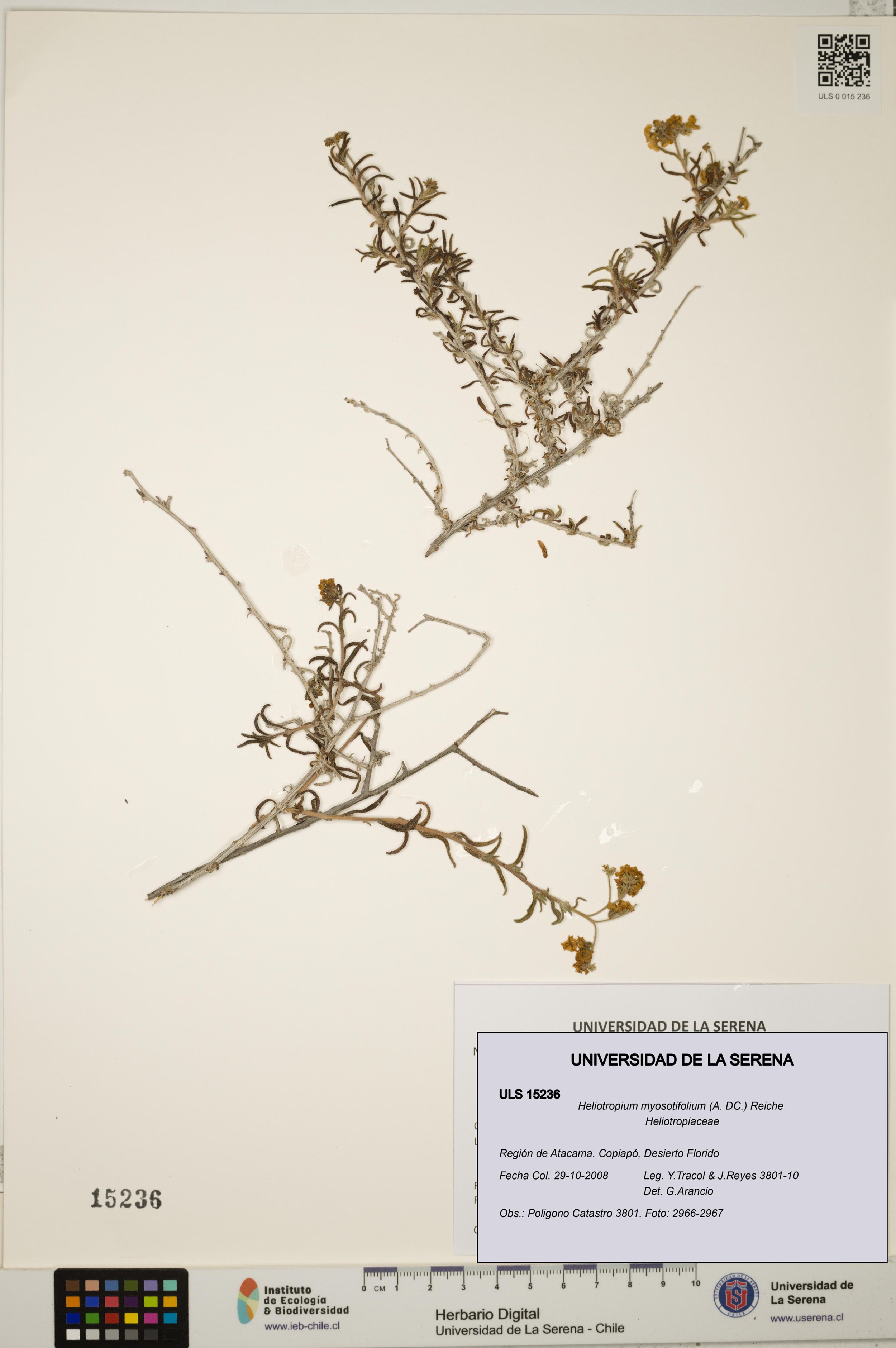 Heliotropium myosotifolium [Espécimen: ]