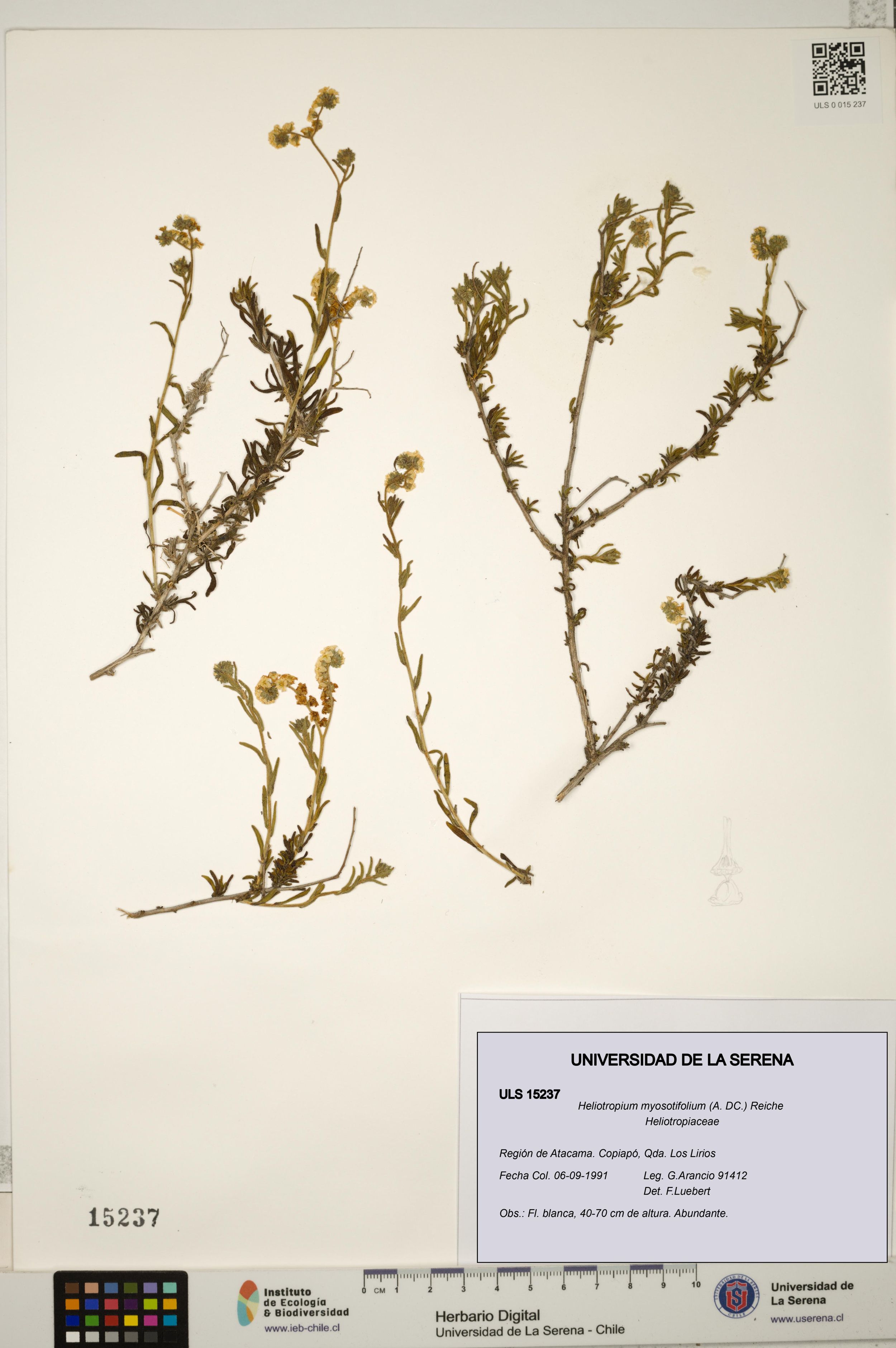 Heliotropium myosotifolium [Espécimen: ]