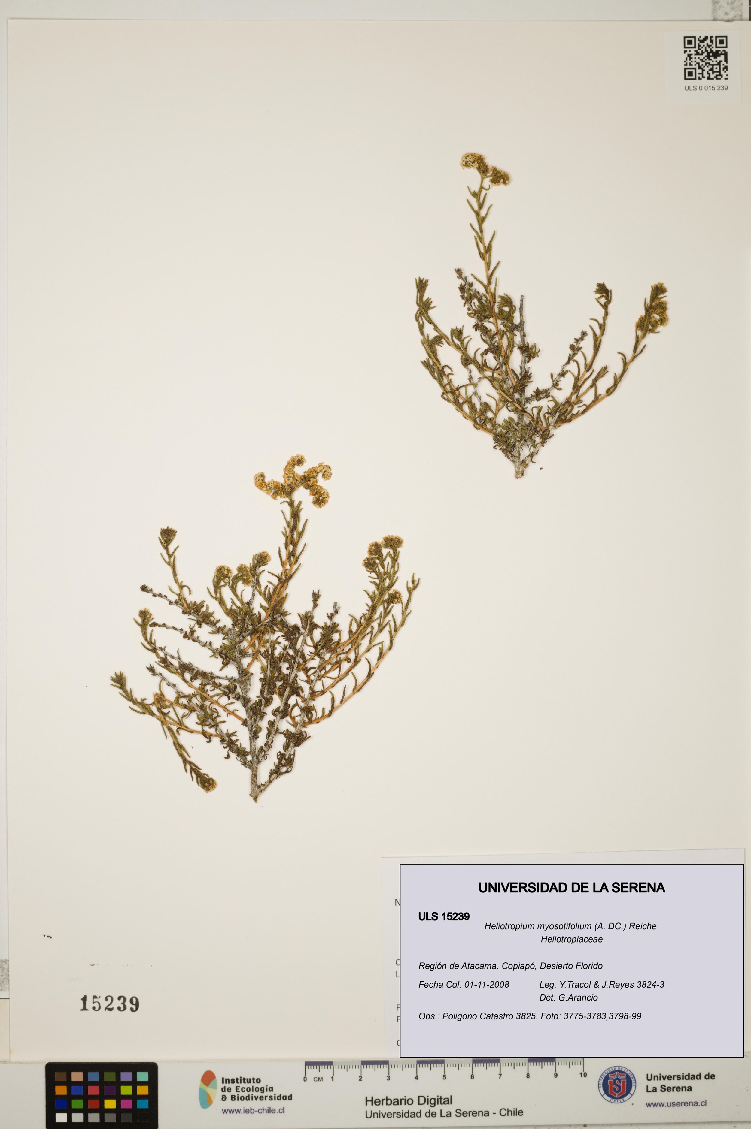 Heliotropium myosotifolium [Espécimen: ]