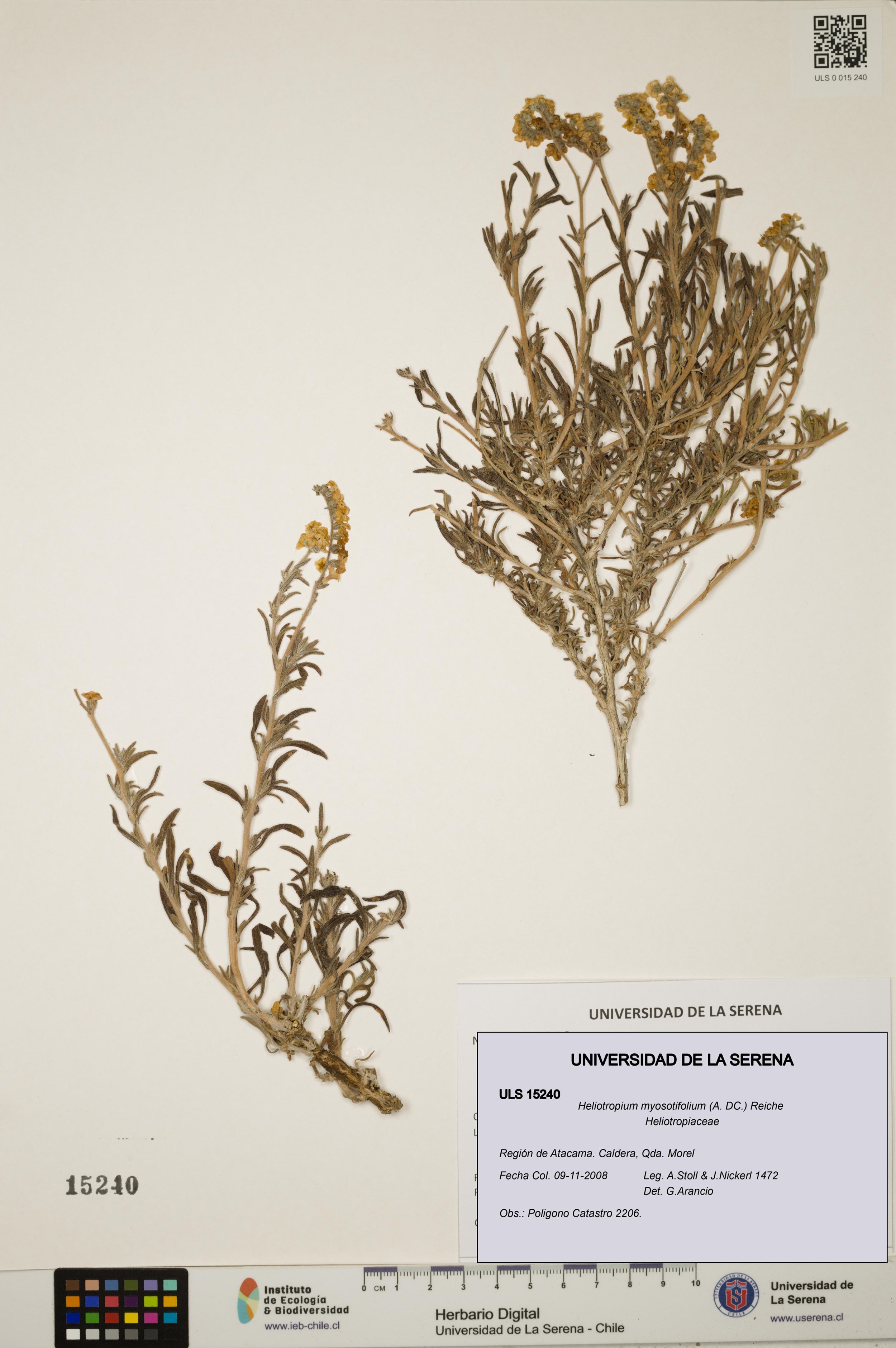 Heliotropium myosotifolium [Espécimen: ]