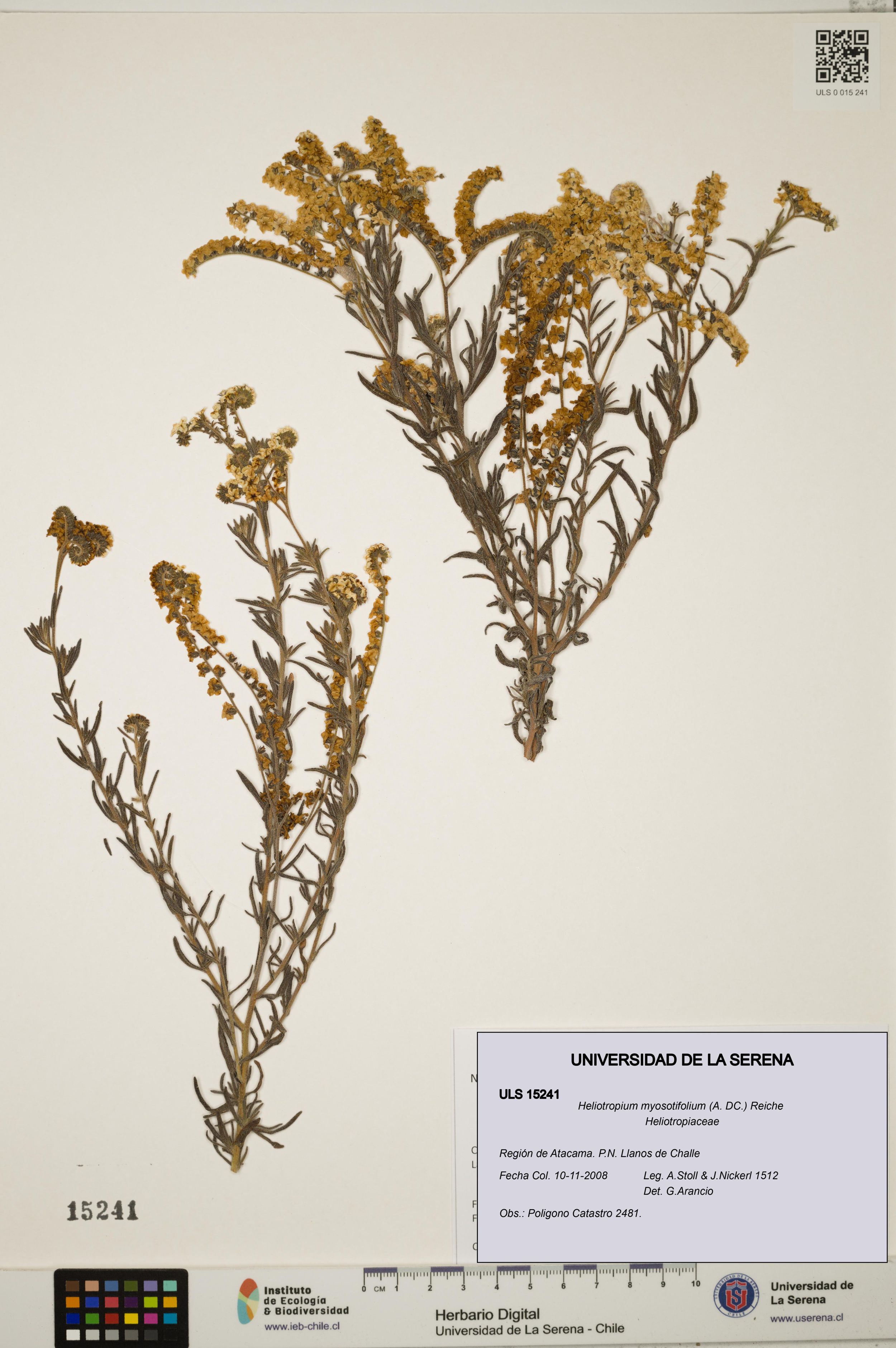 Heliotropium myosotifolium [Espécimen: ]
