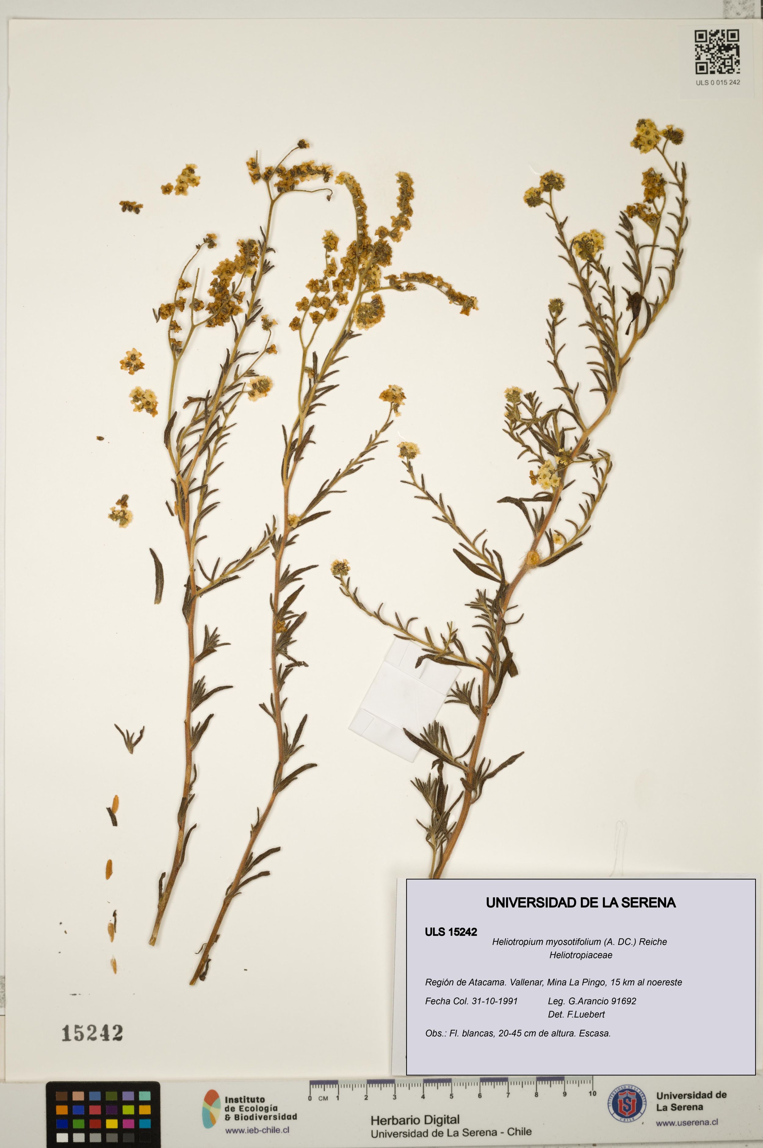 Heliotropium myosotifolium [Espécimen: ]