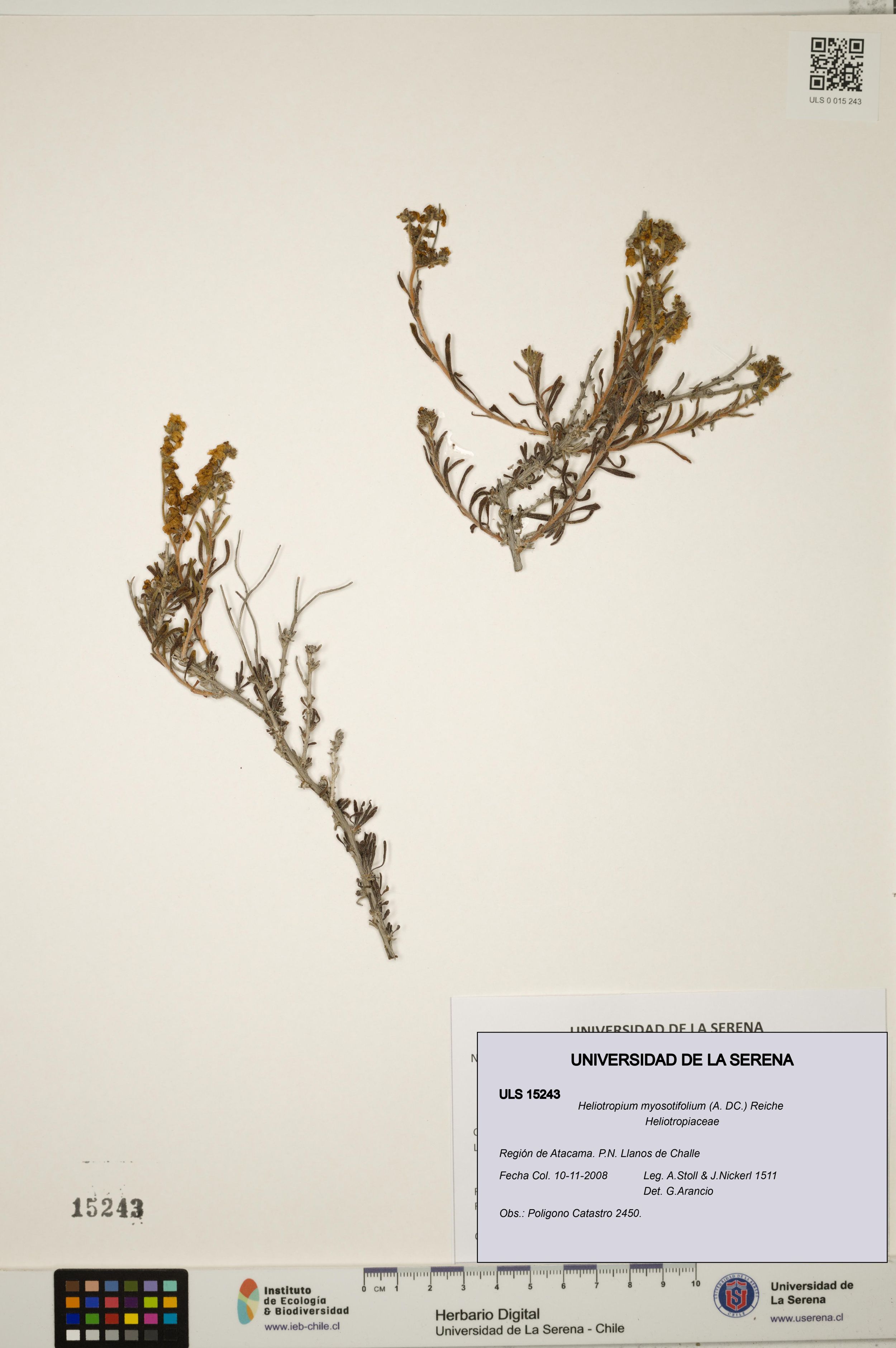 Heliotropium myosotifolium [Espécimen: ]