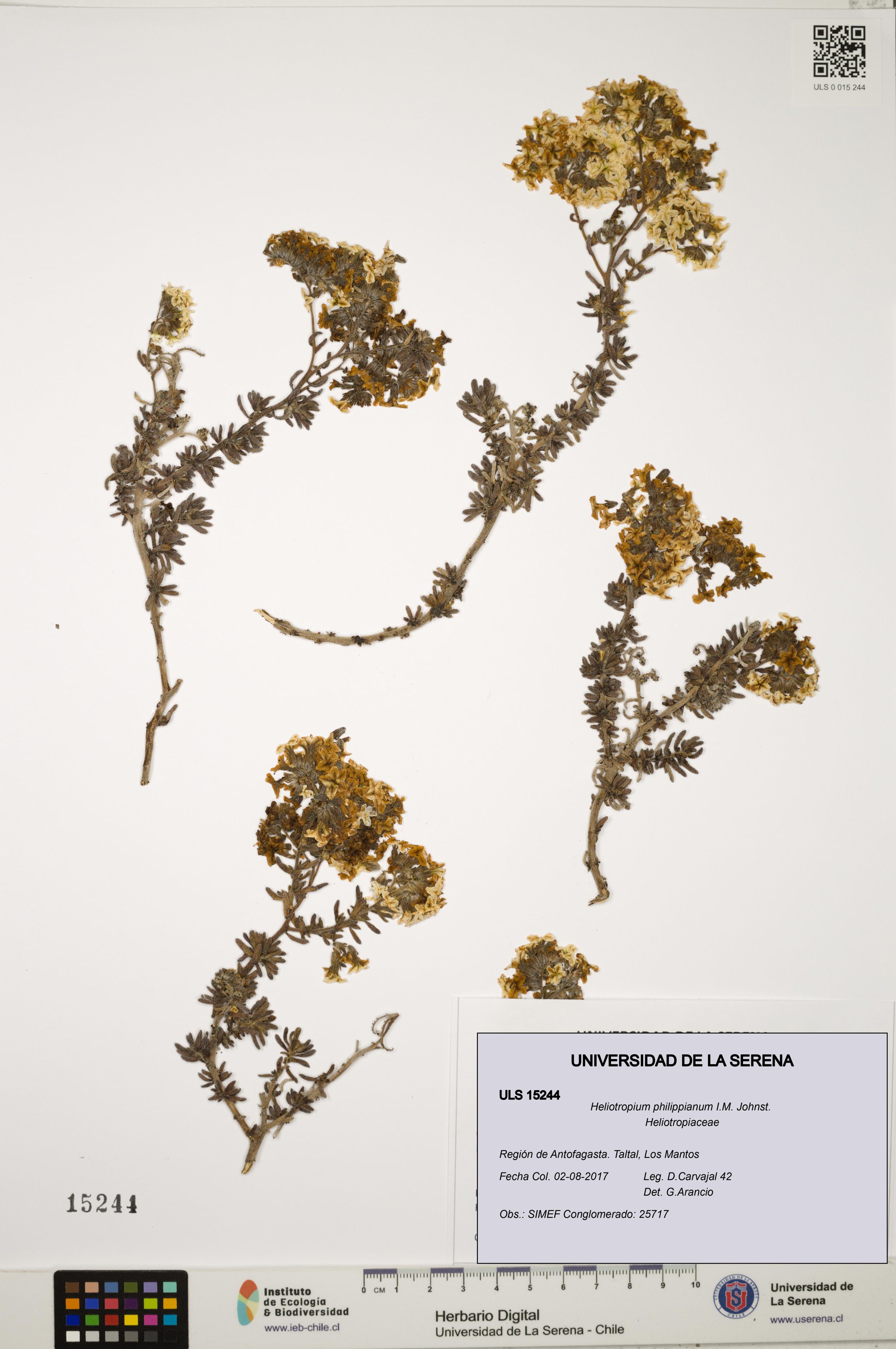 Heliotropium philippianum [Espécimen: ]