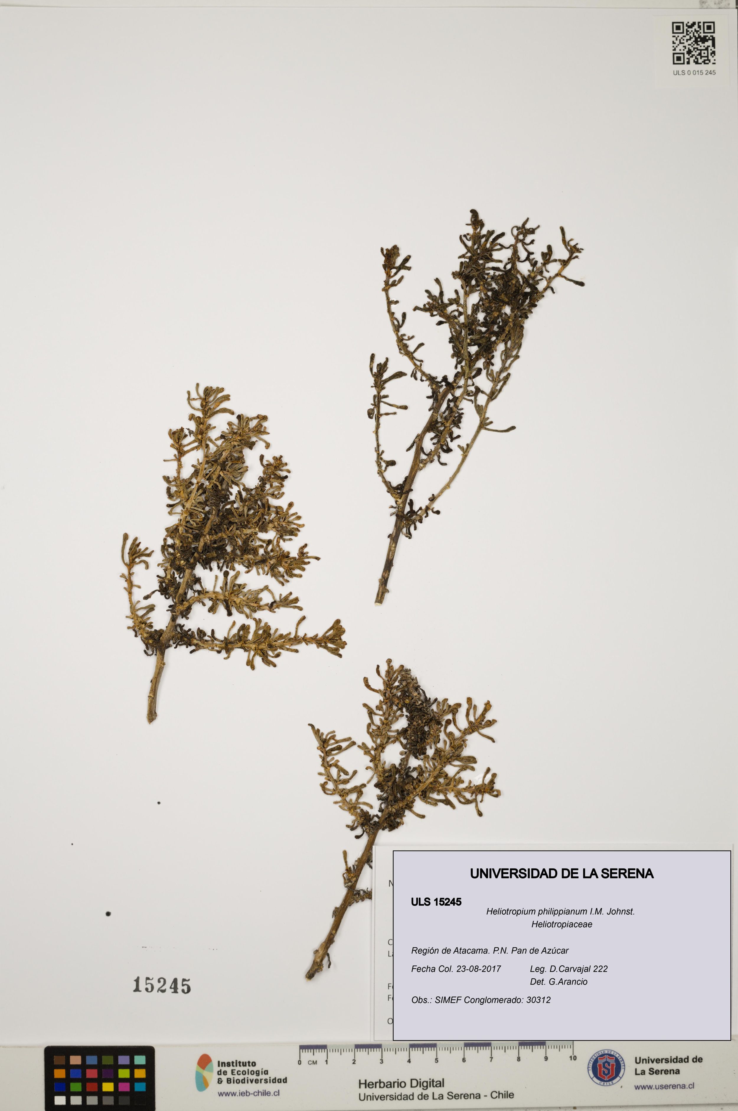 Heliotropium philippianum [Espécimen: ]