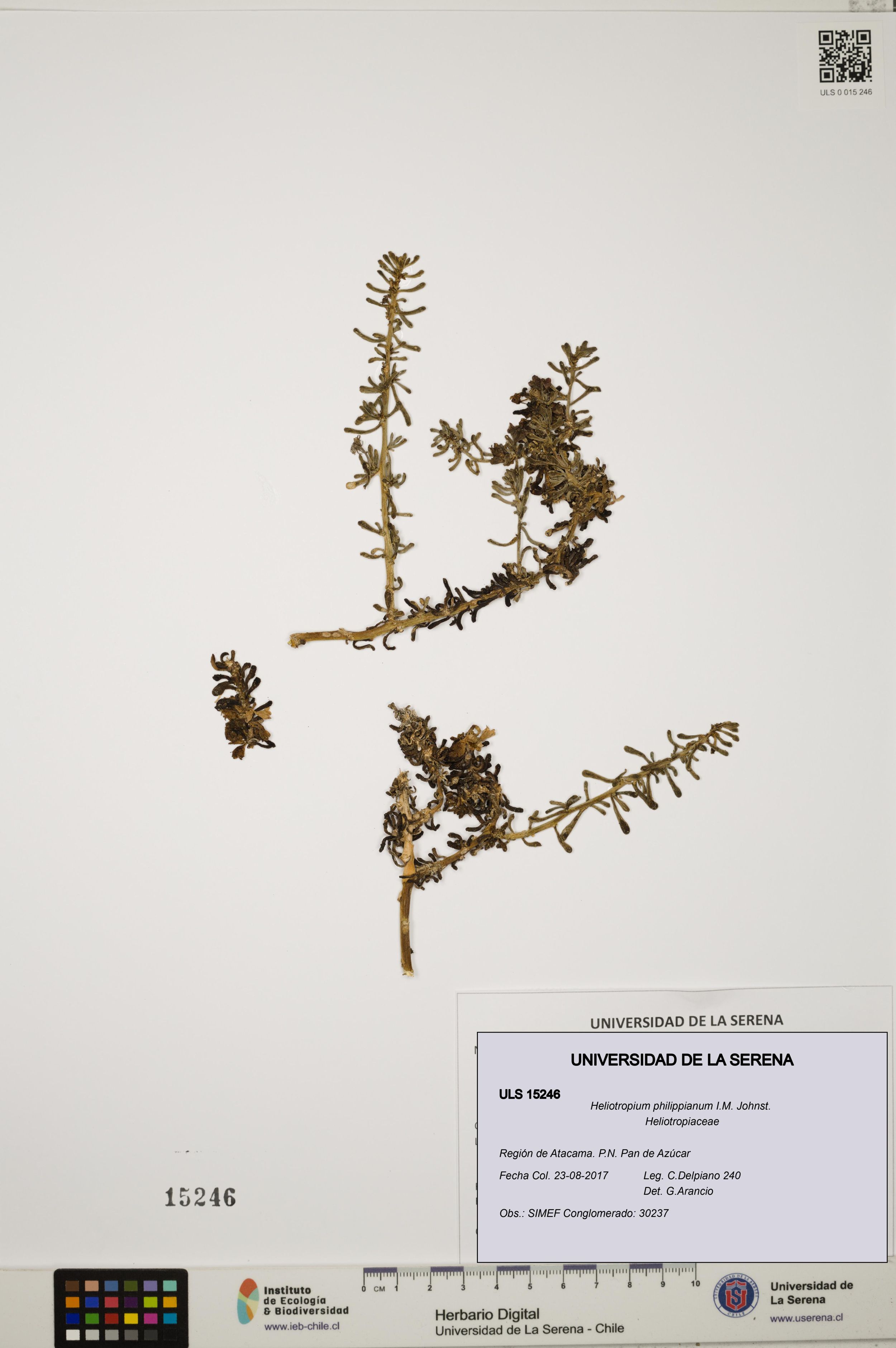 Heliotropium philippianum [Espécimen: ]
