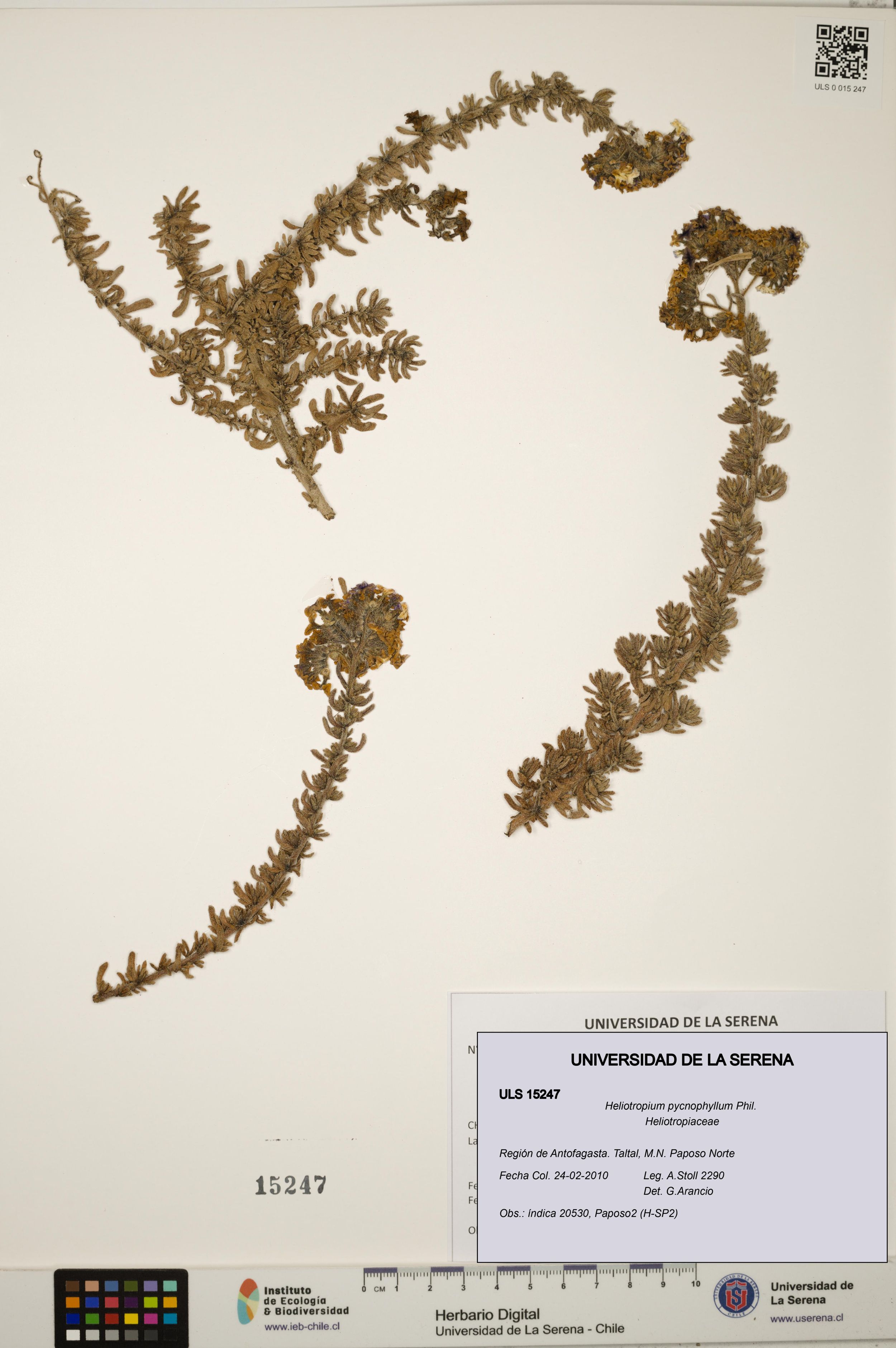 Heliotropium pycnophyllum [Espécimen: ]